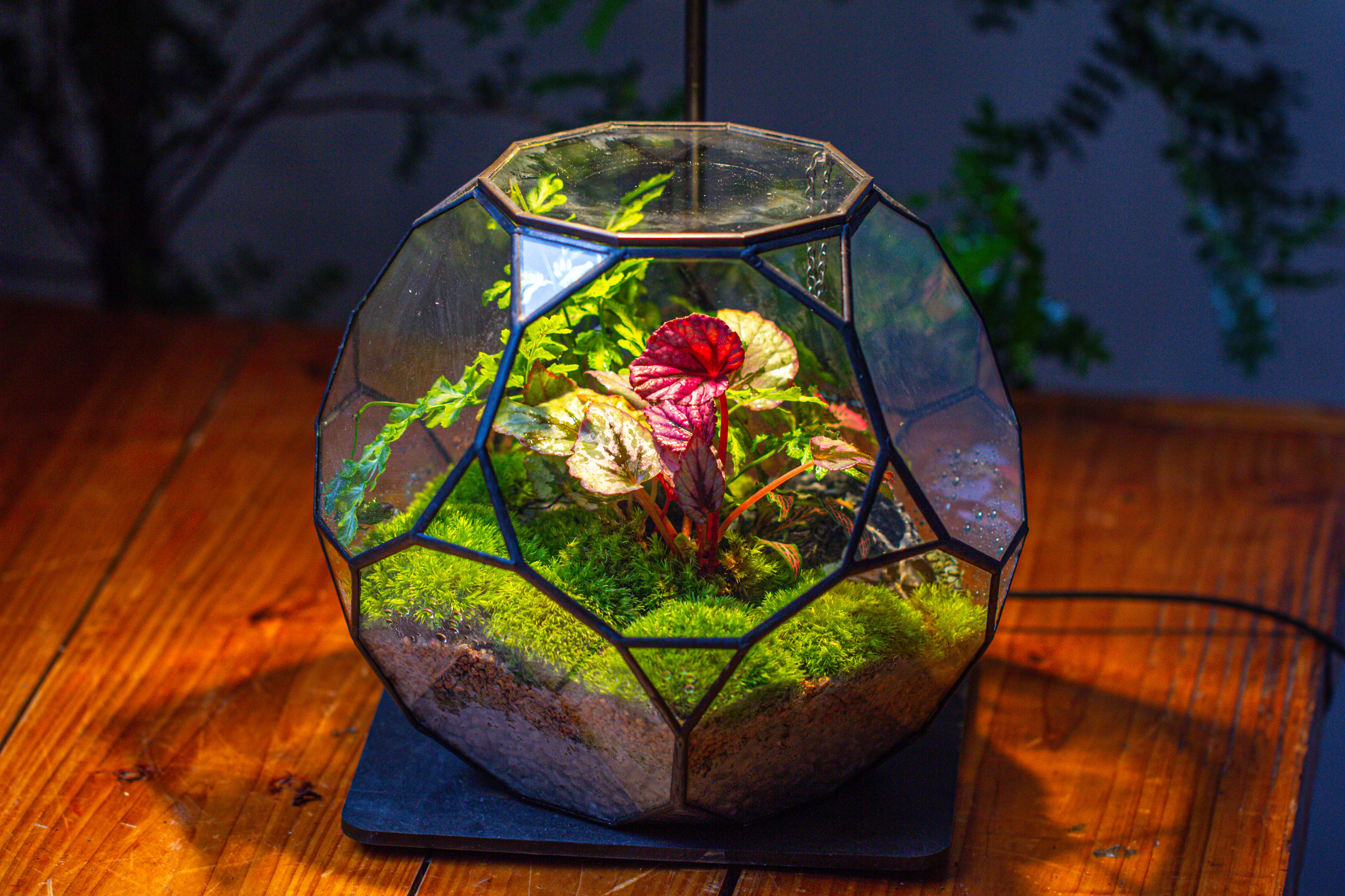 Propagation Station Glass Geometric Terrarium, 32 face , Close, with door, Truncated Dodecahedron - NCYPgarden