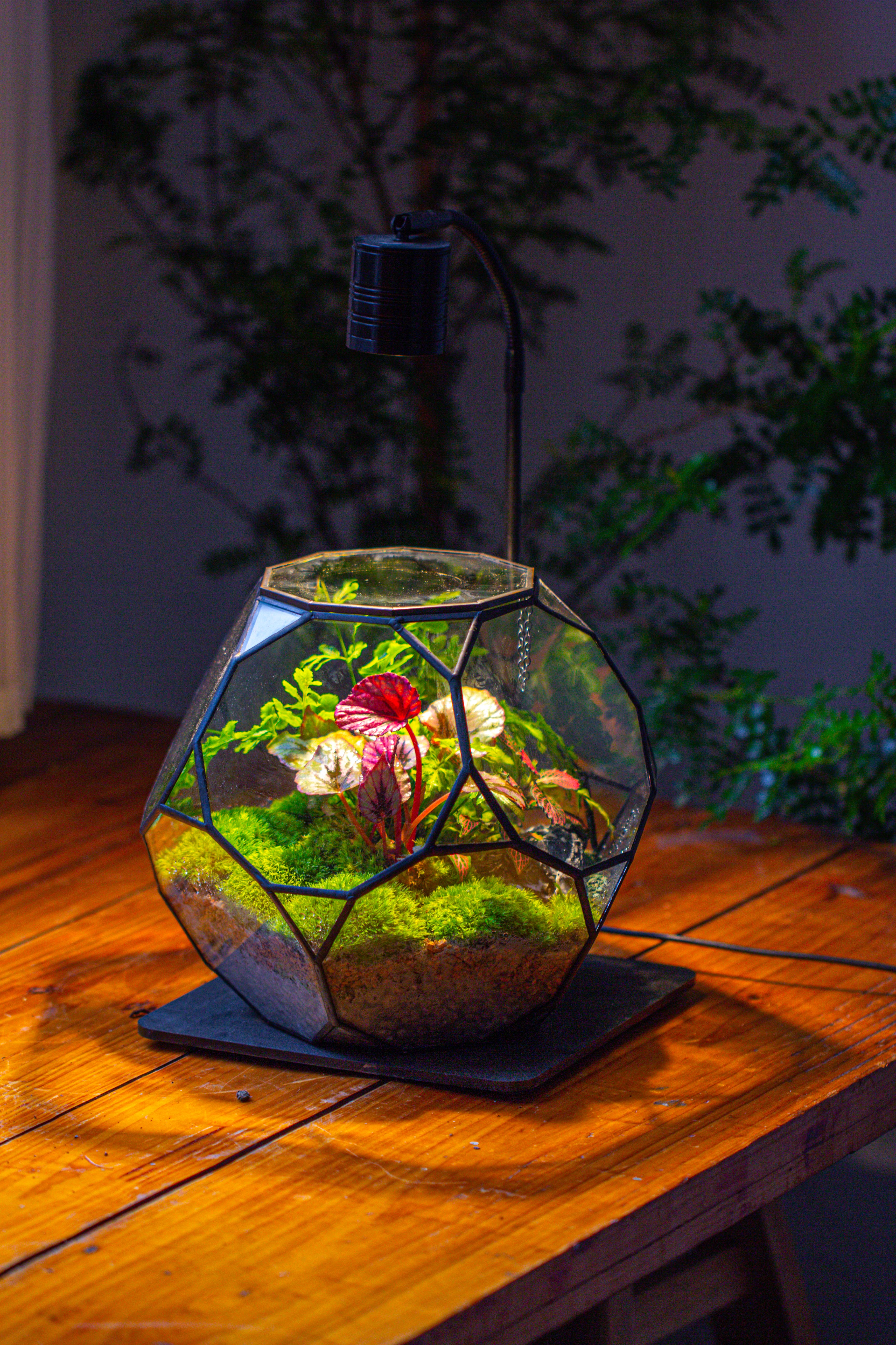 Propagation Station Glass Geometric Terrarium, 32 face , Close, with door, Truncated Dodecahedron - NCYPgarden