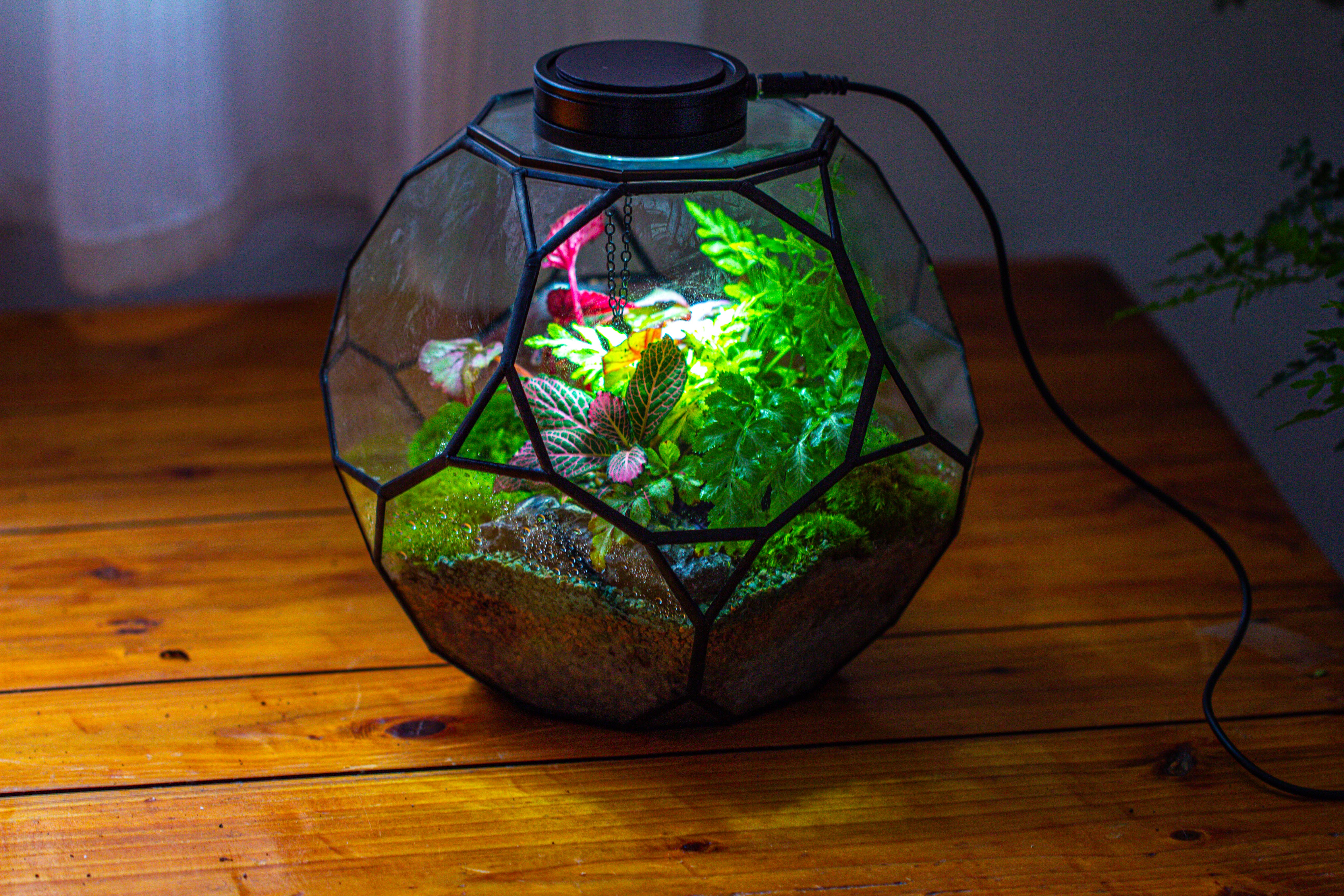 Propagation Station Glass Geometric Terrarium, 32 face , Close, with door, Truncated Dodecahedron - NCYPgarden
