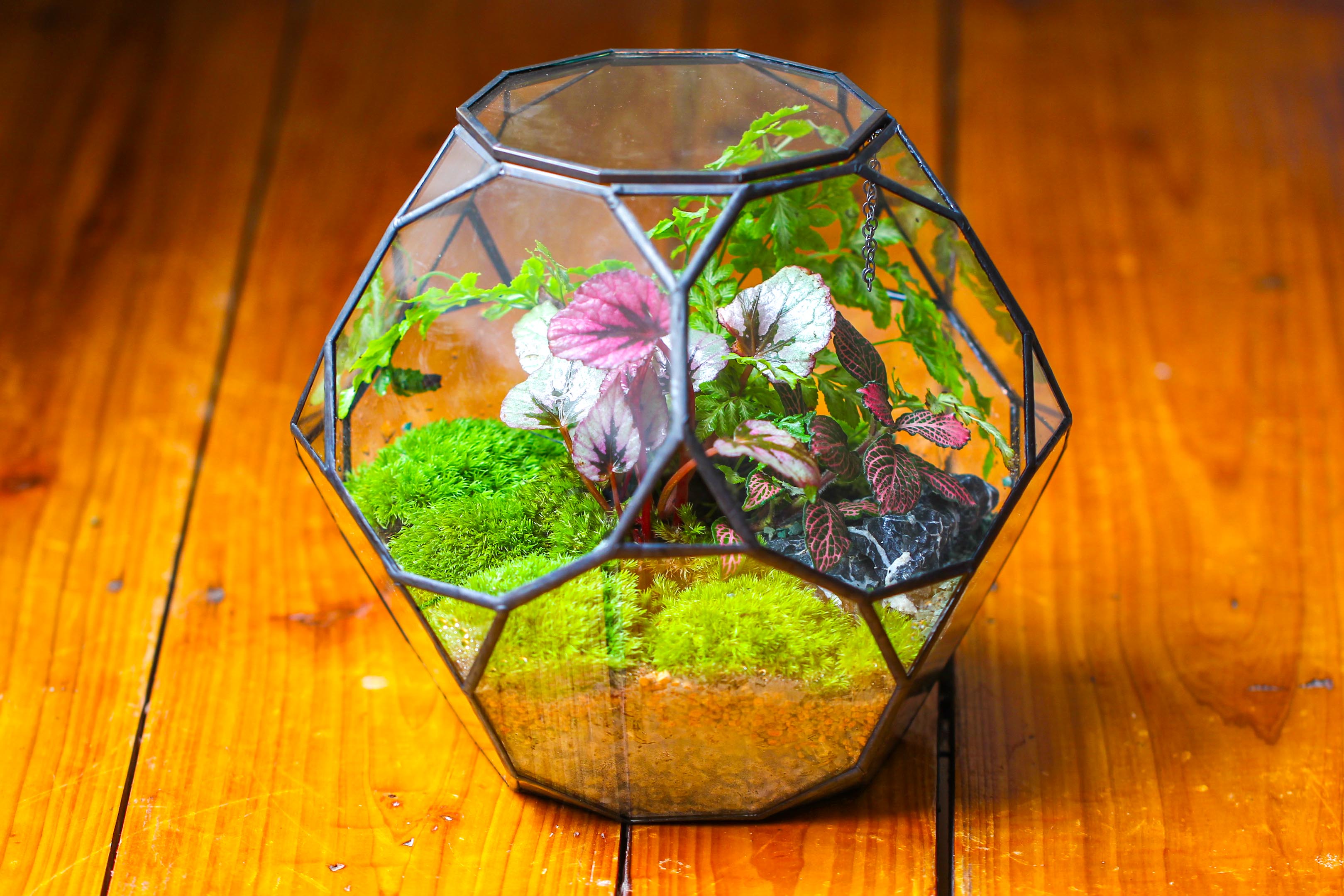 Propagation Station Glass Geometric Terrarium, 32 face , Close, with door, Truncated Dodecahedron - NCYPgarden