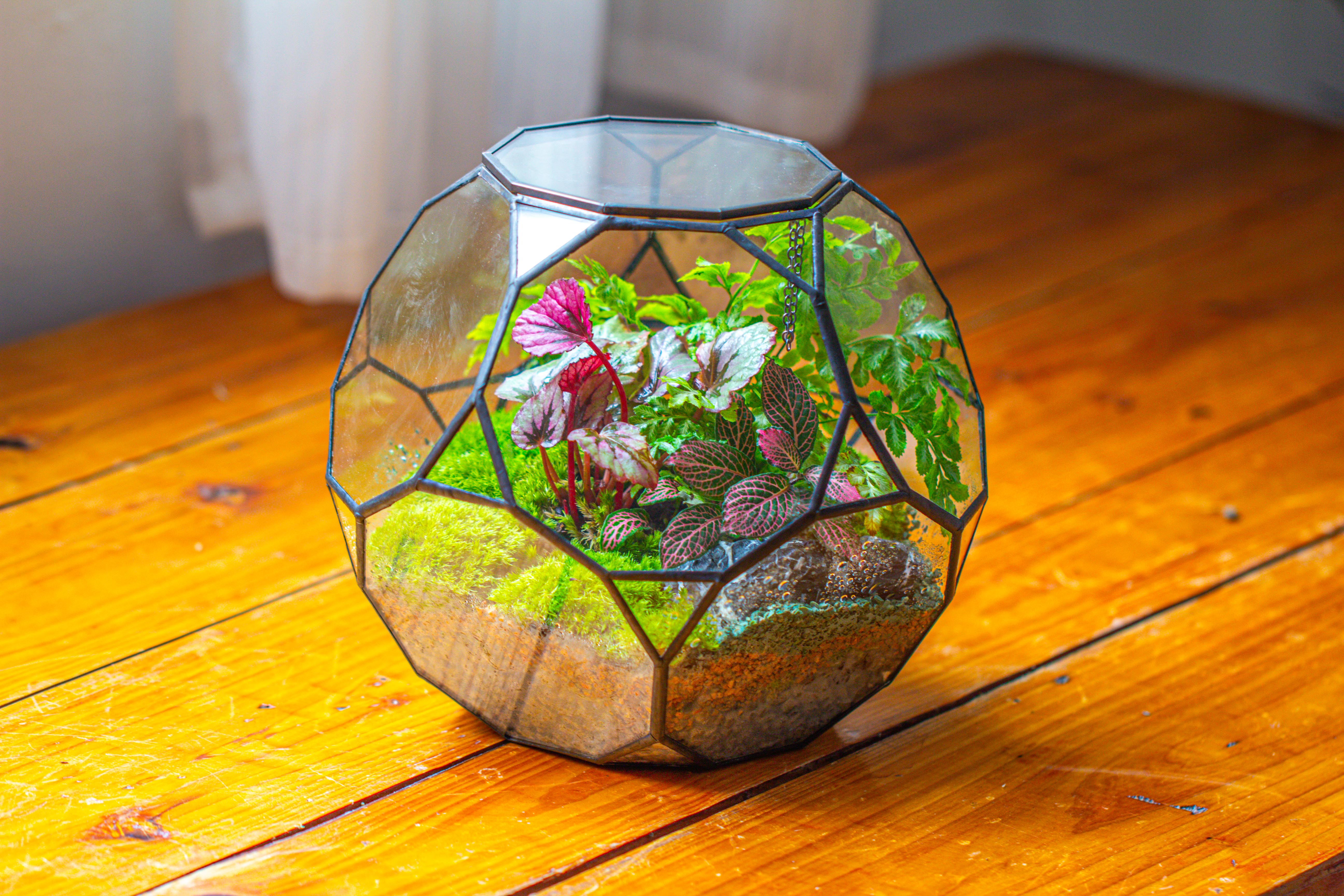 Propagation Station Glass Geometric Terrarium, 32 face , Close, with door, Truncated Dodecahedron - NCYPgarden