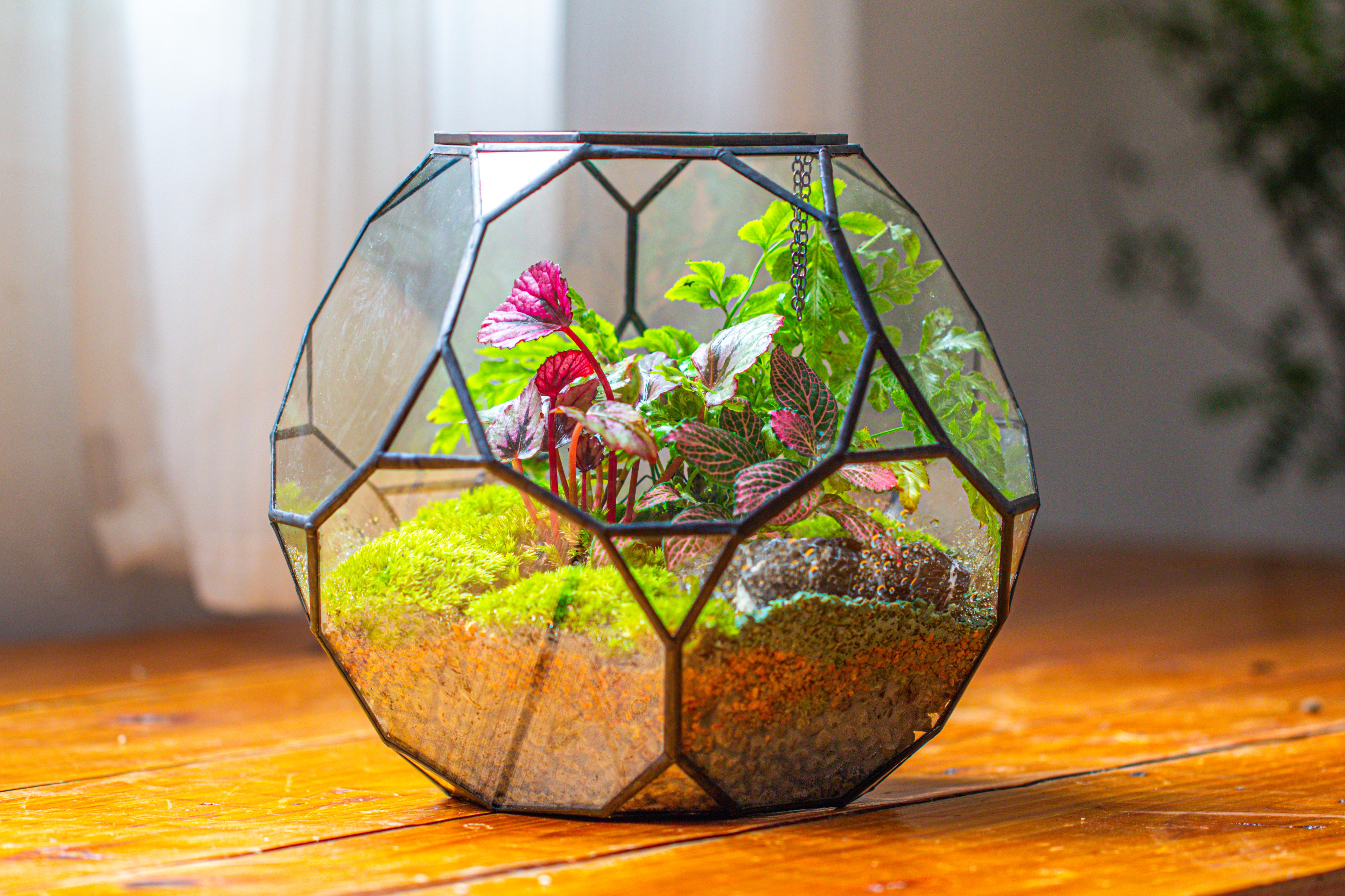 Propagation Station Glass Geometric Terrarium, 32 face , Close, with door, Truncated Dodecahedron - NCYPgarden