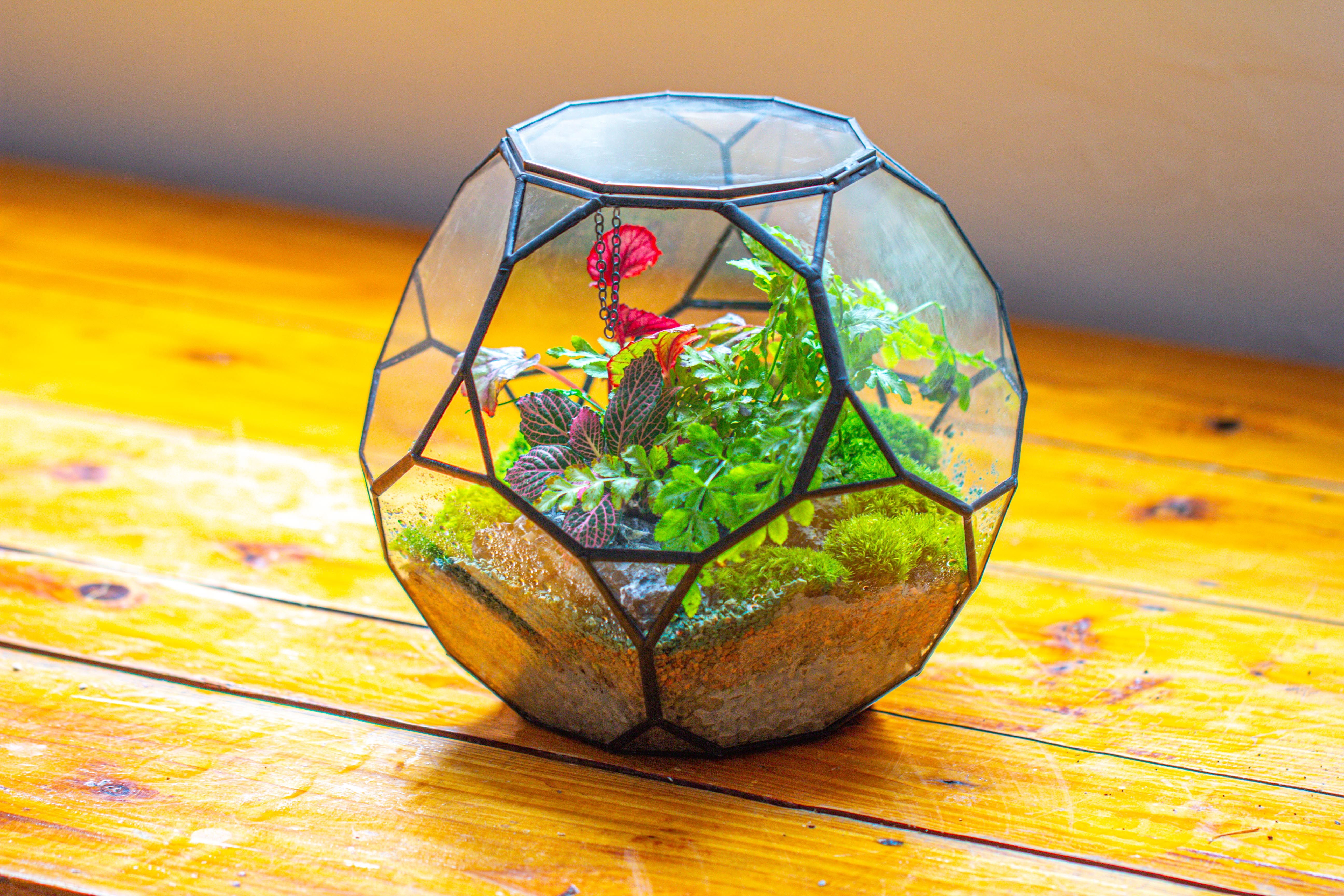 Propagation Station Glass Geometric Terrarium, 32 face , Close, with door, Truncated Dodecahedron - NCYPgarden