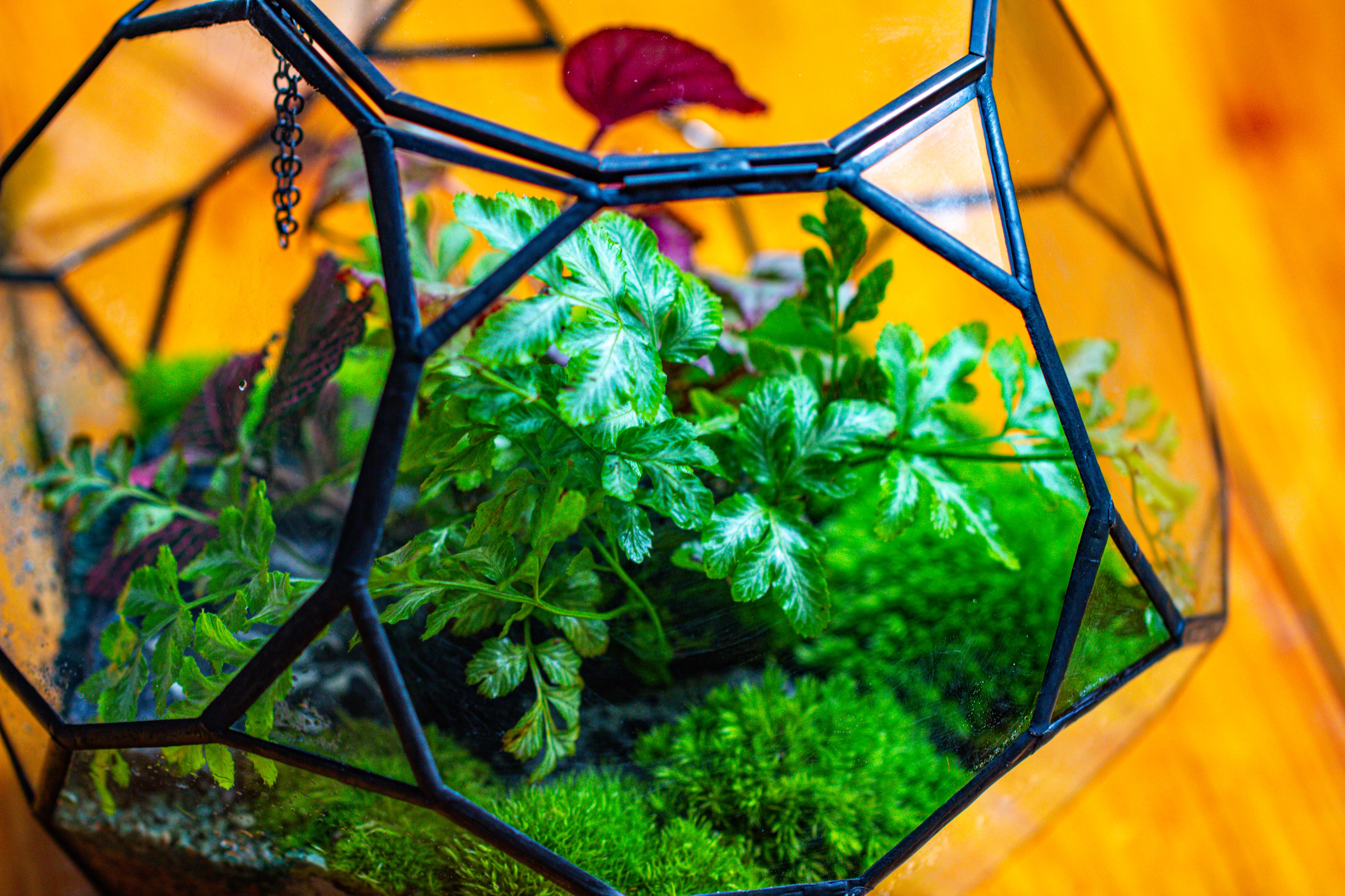Propagation Station Glass Geometric Terrarium, 32 face , Close, with door, Truncated Dodecahedron - NCYPgarden