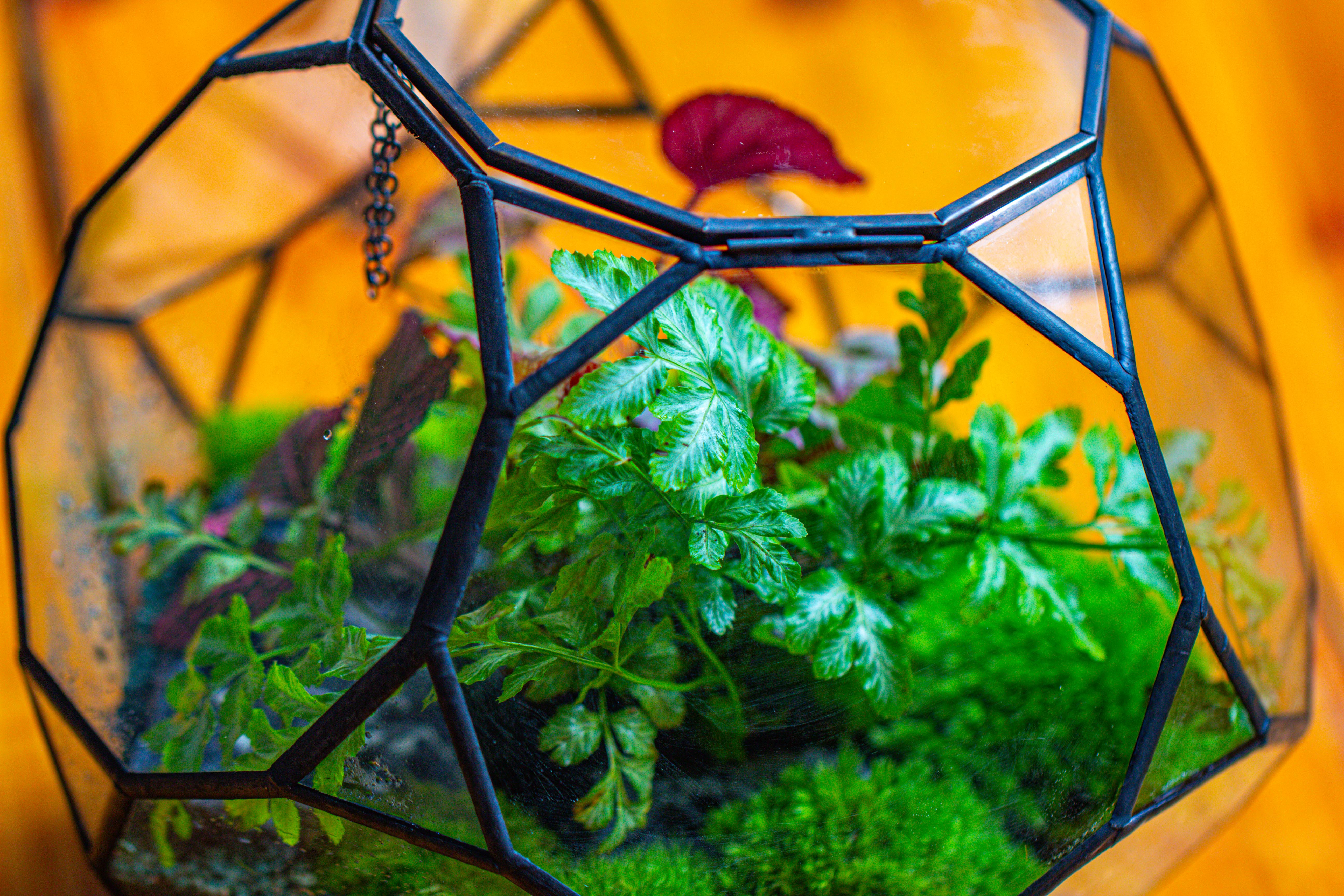 Propagation Station Glass Geometric Terrarium, 32 face , Close, with door, Truncated Dodecahedron - NCYPgarden