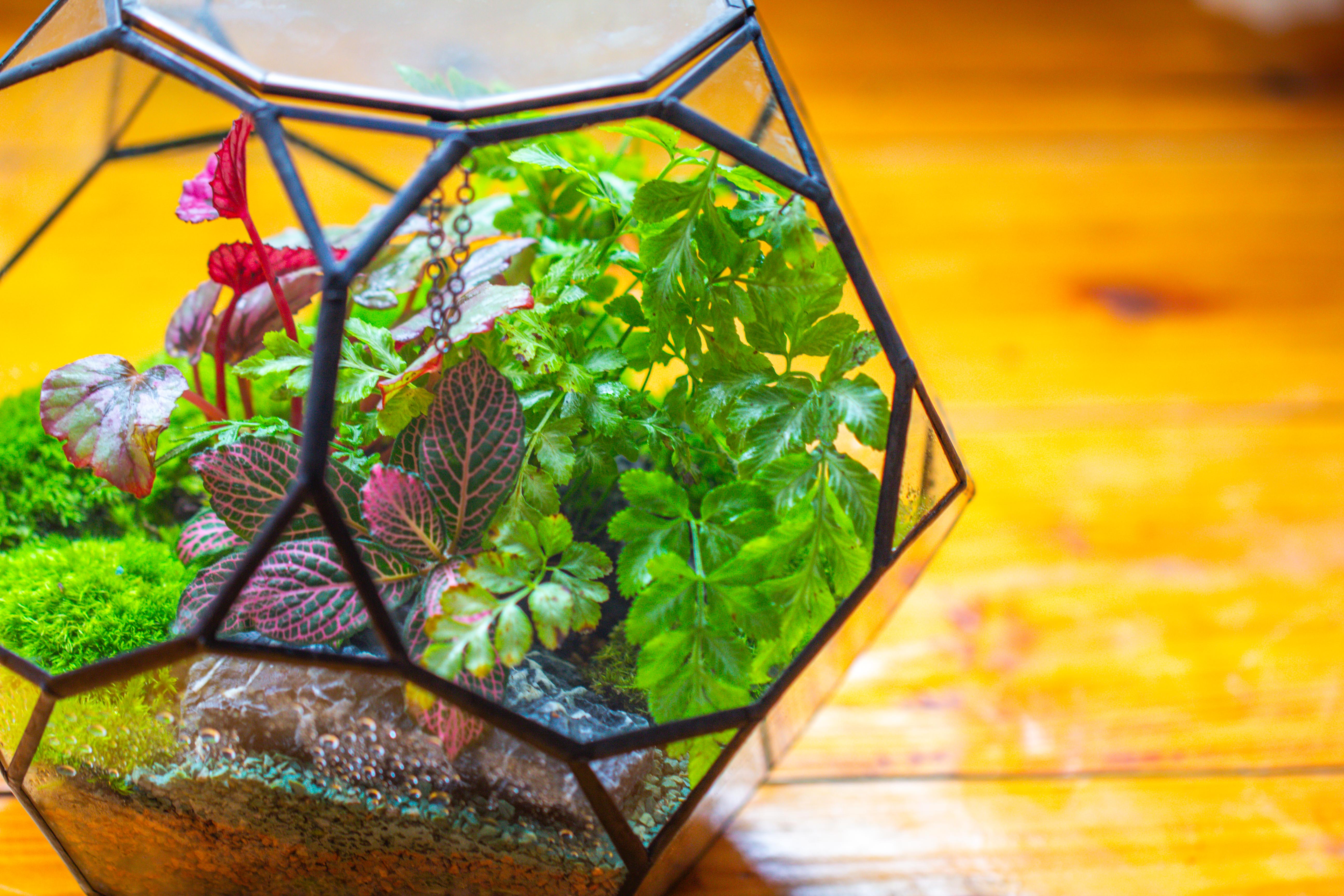 Propagation Station Glass Geometric Terrarium, 32 face , Close, with door, Truncated Dodecahedron - NCYPgarden