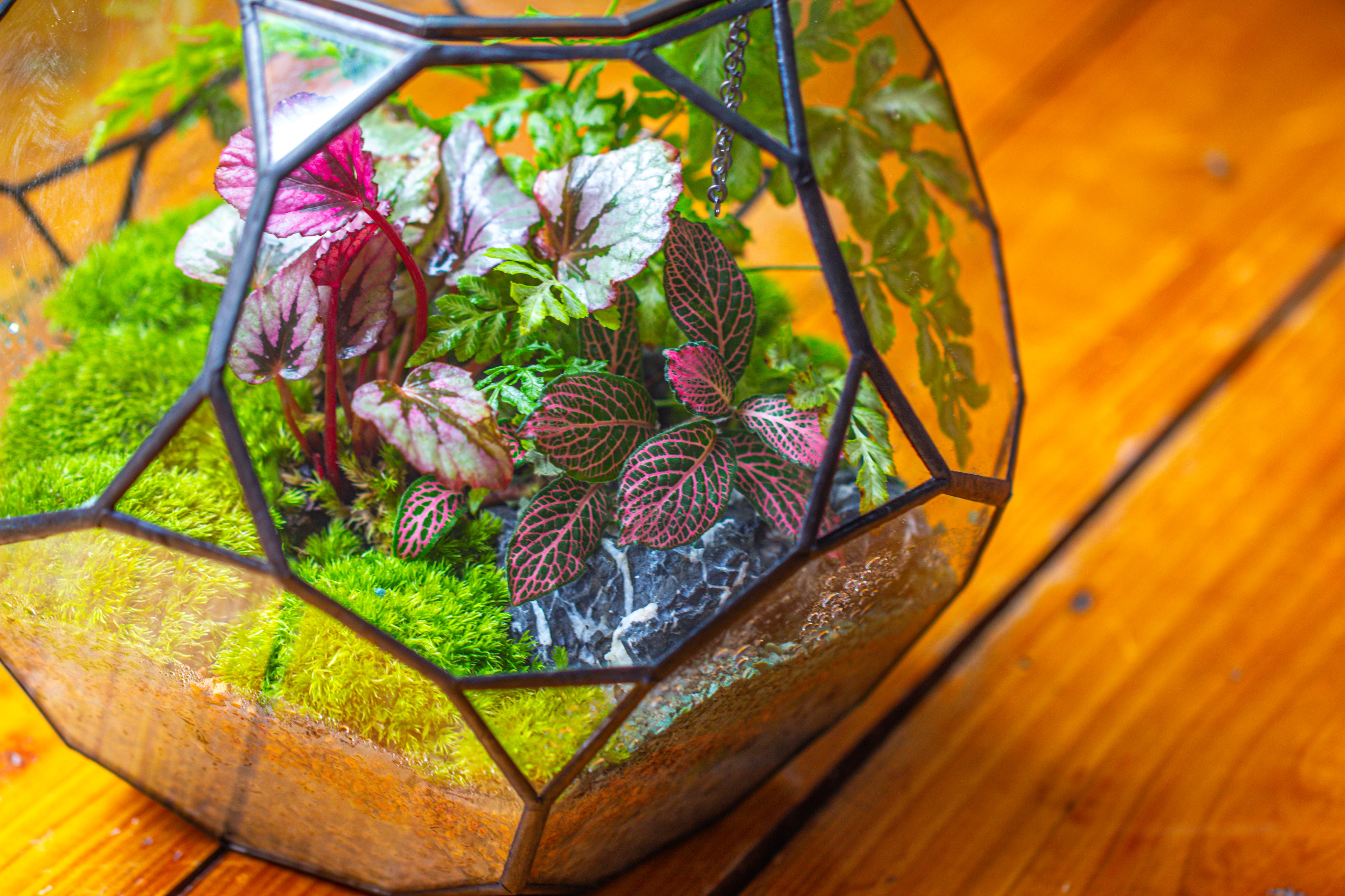 Propagation Station Glass Geometric Terrarium, 32 face , Close, with door, Truncated Dodecahedron - NCYPgarden