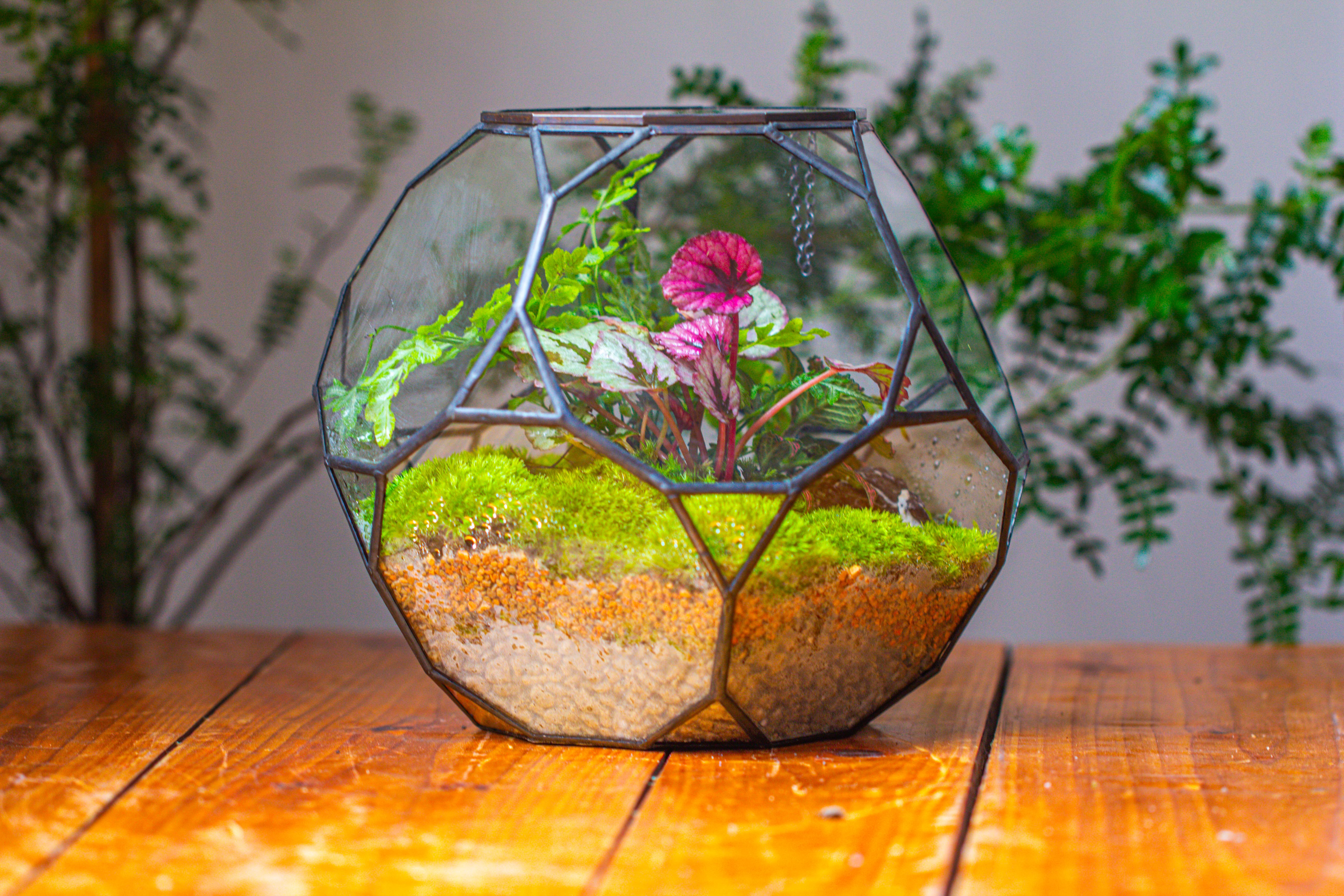 Propagation Station Glass Geometric Terrarium, 32 face , Close, with door, Truncated Dodecahedron - NCYPgarden