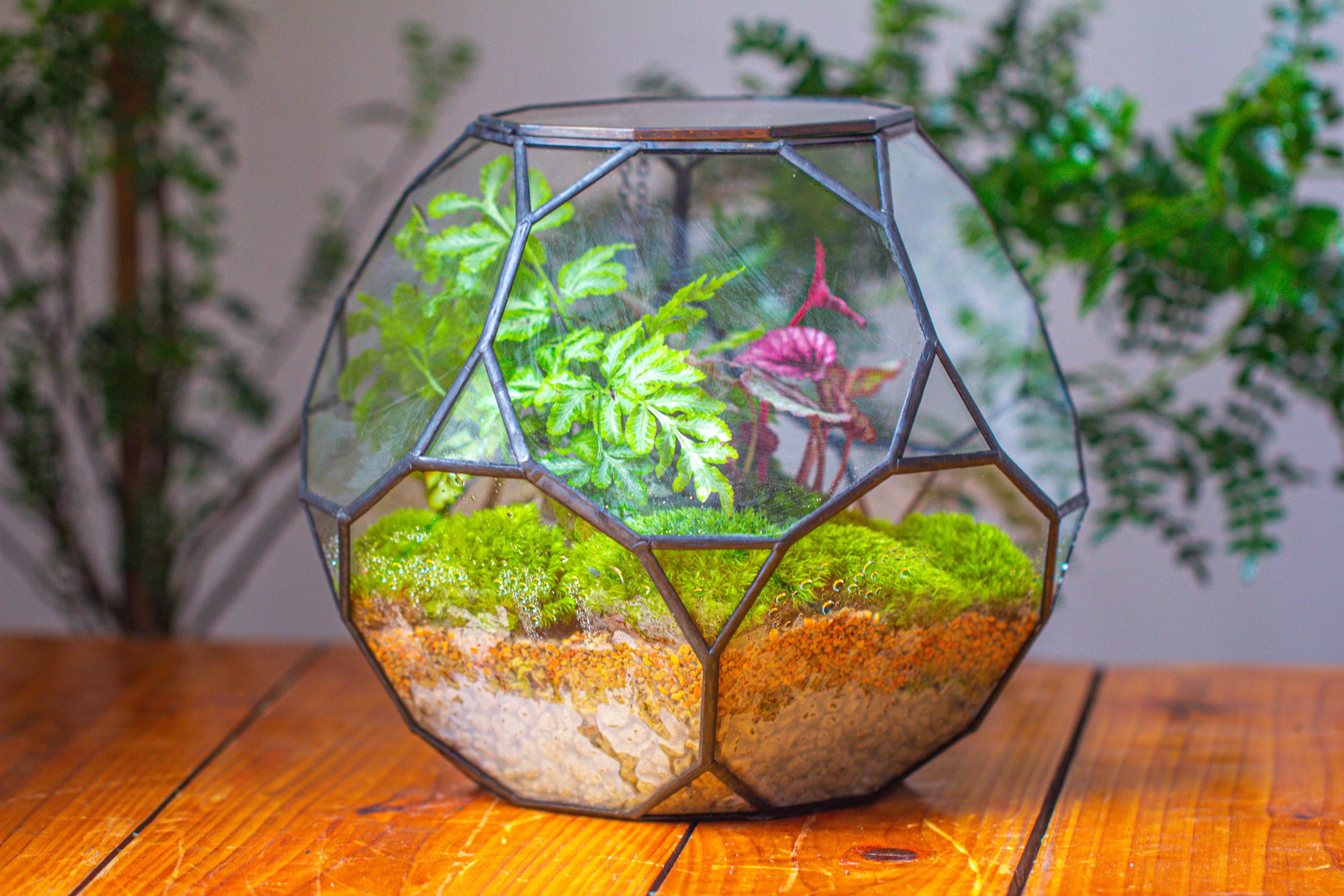 Propagation Station Glass Geometric Terrarium, 32 face , Close, with door, Truncated Dodecahedron - NCYPgarden