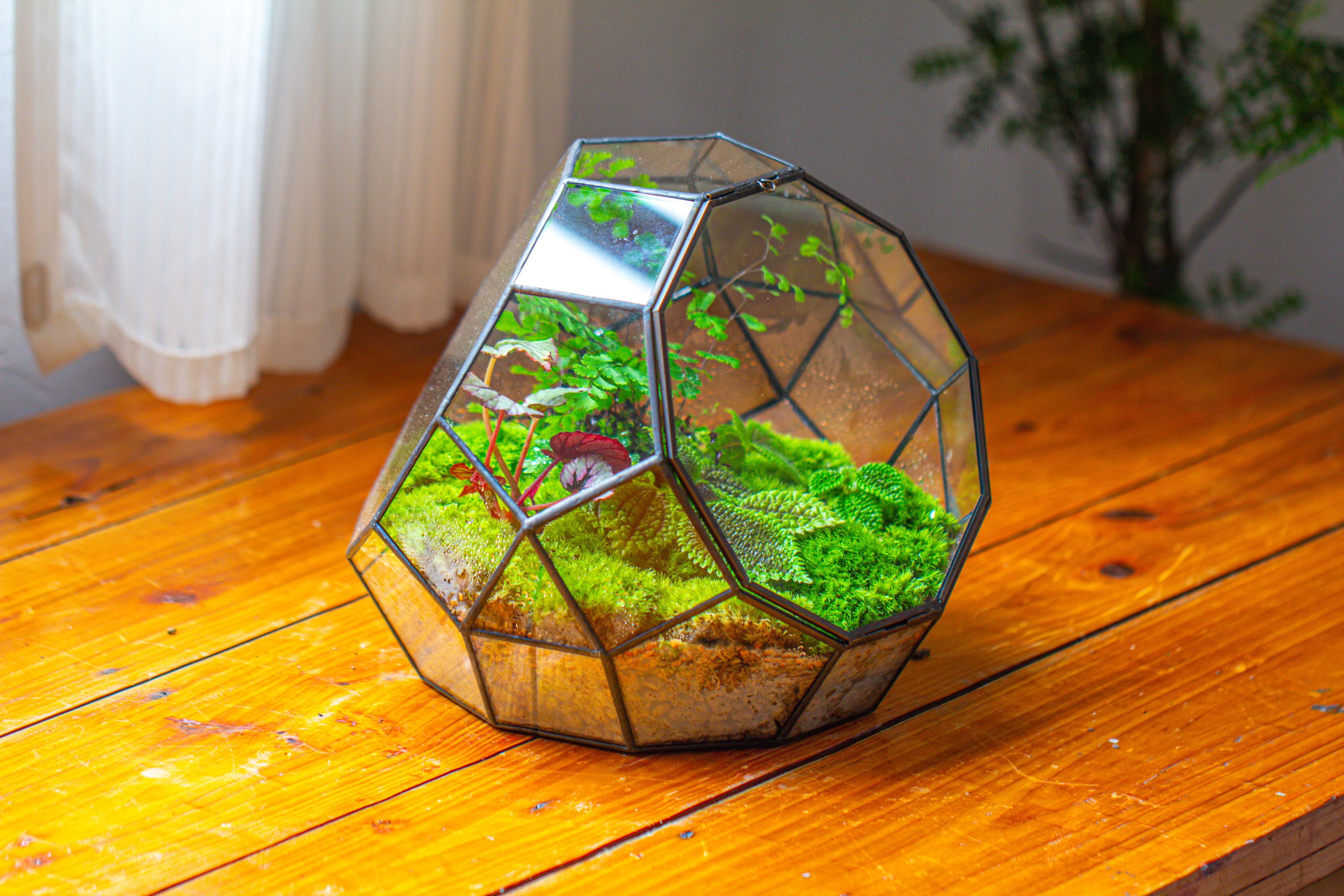 Propagation Station Glass Geometric Moon Terrarium,  Close, with door - NCYPgarden