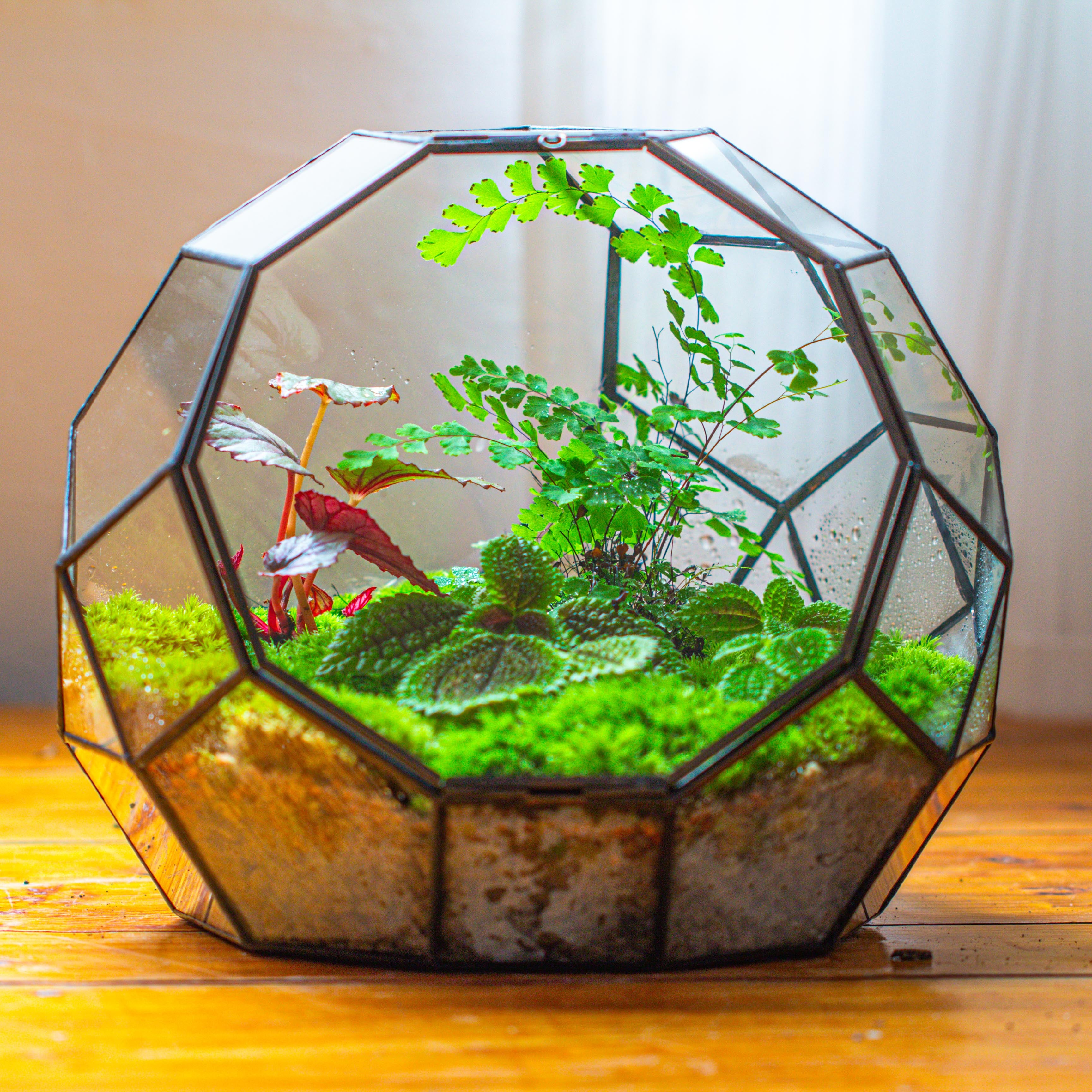 Propagation Station Glass Geometric Moon Terrarium,  Close, with door - NCYPgarden