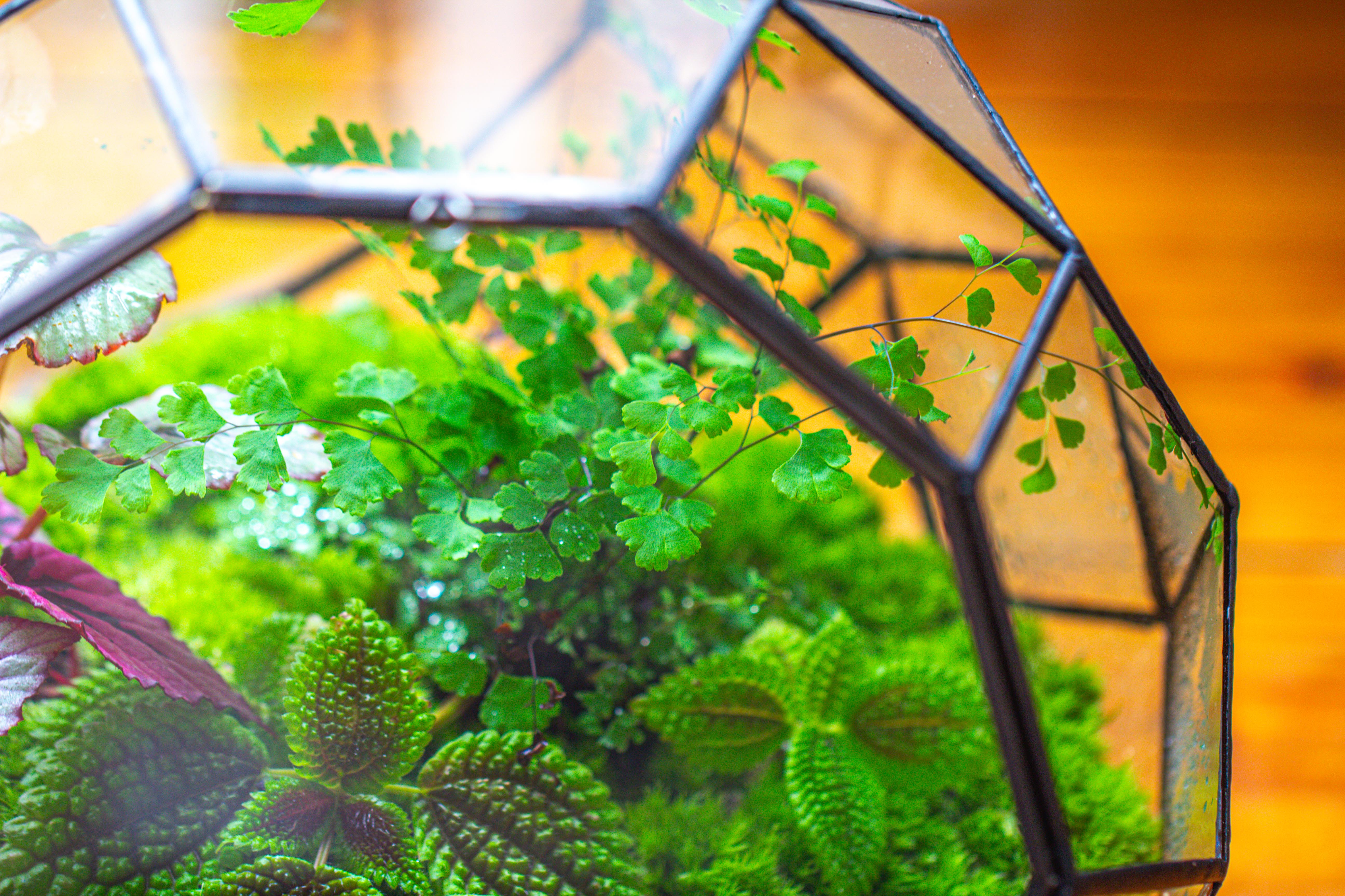 Propagation Station Glass Geometric Moon Terrarium,  Close, with door - NCYPgarden