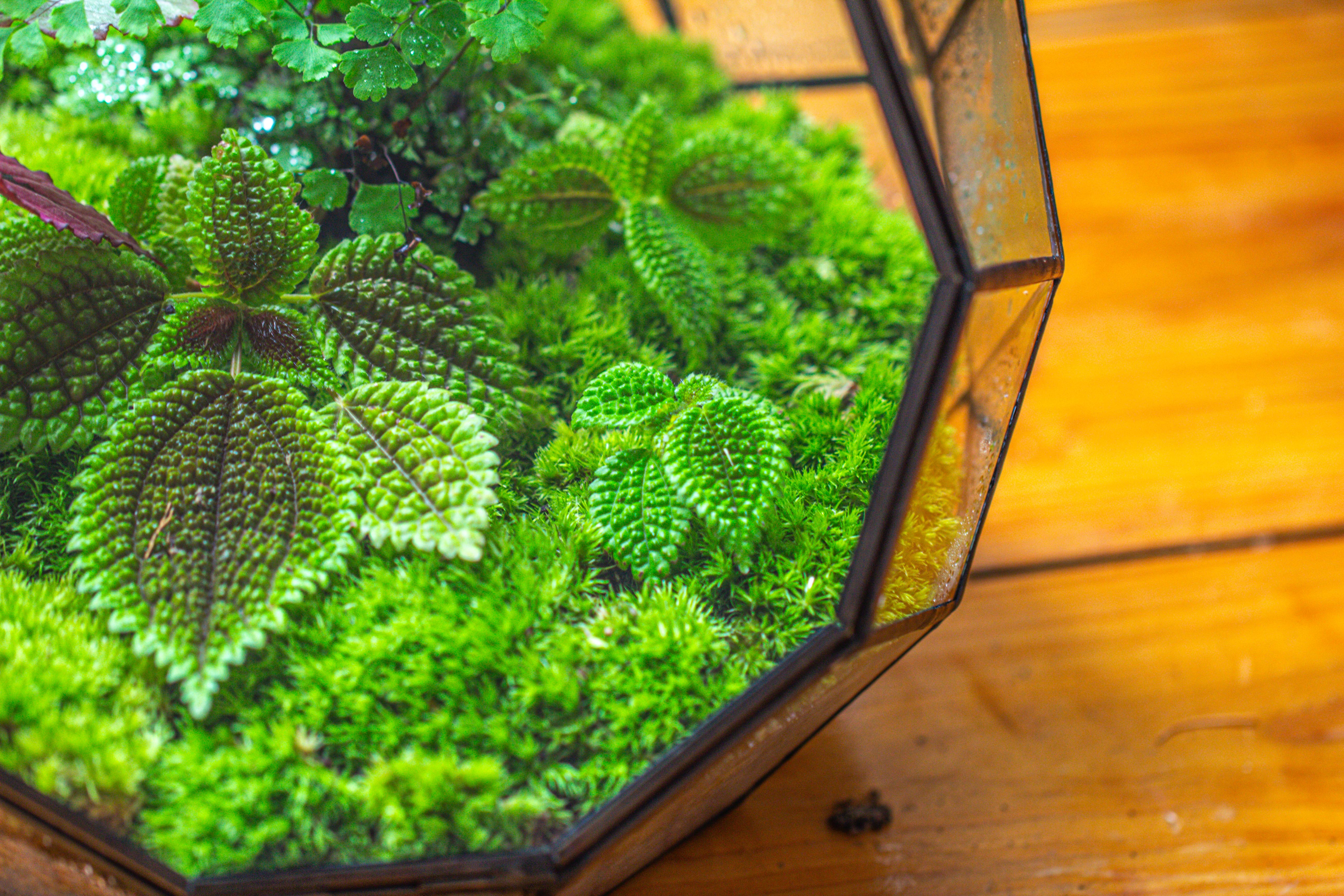 Propagation Station Glass Geometric Moon Terrarium,  Close, with door - NCYPgarden