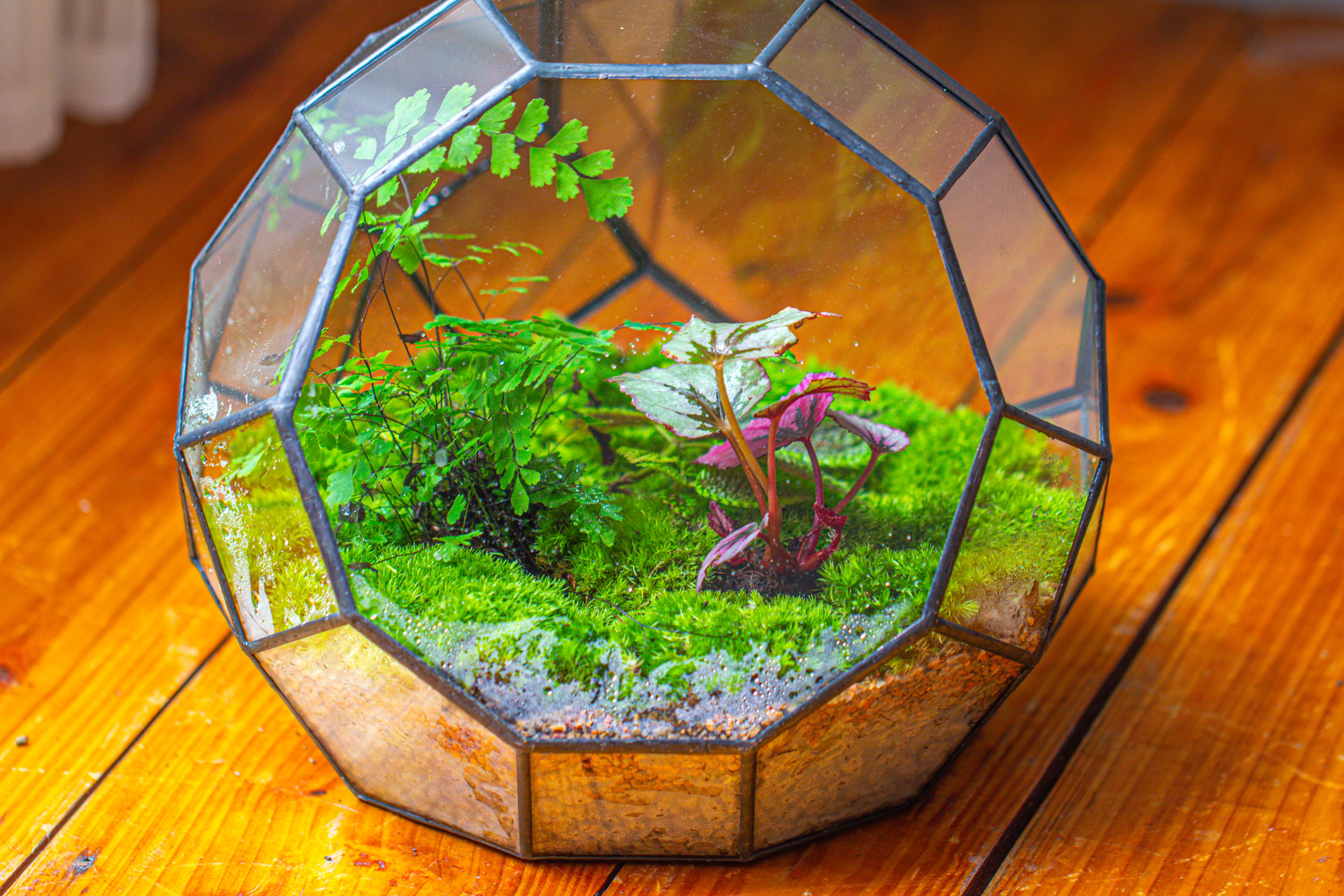 Propagation Station Glass Geometric Moon Terrarium,  Close, with door - NCYPgarden
