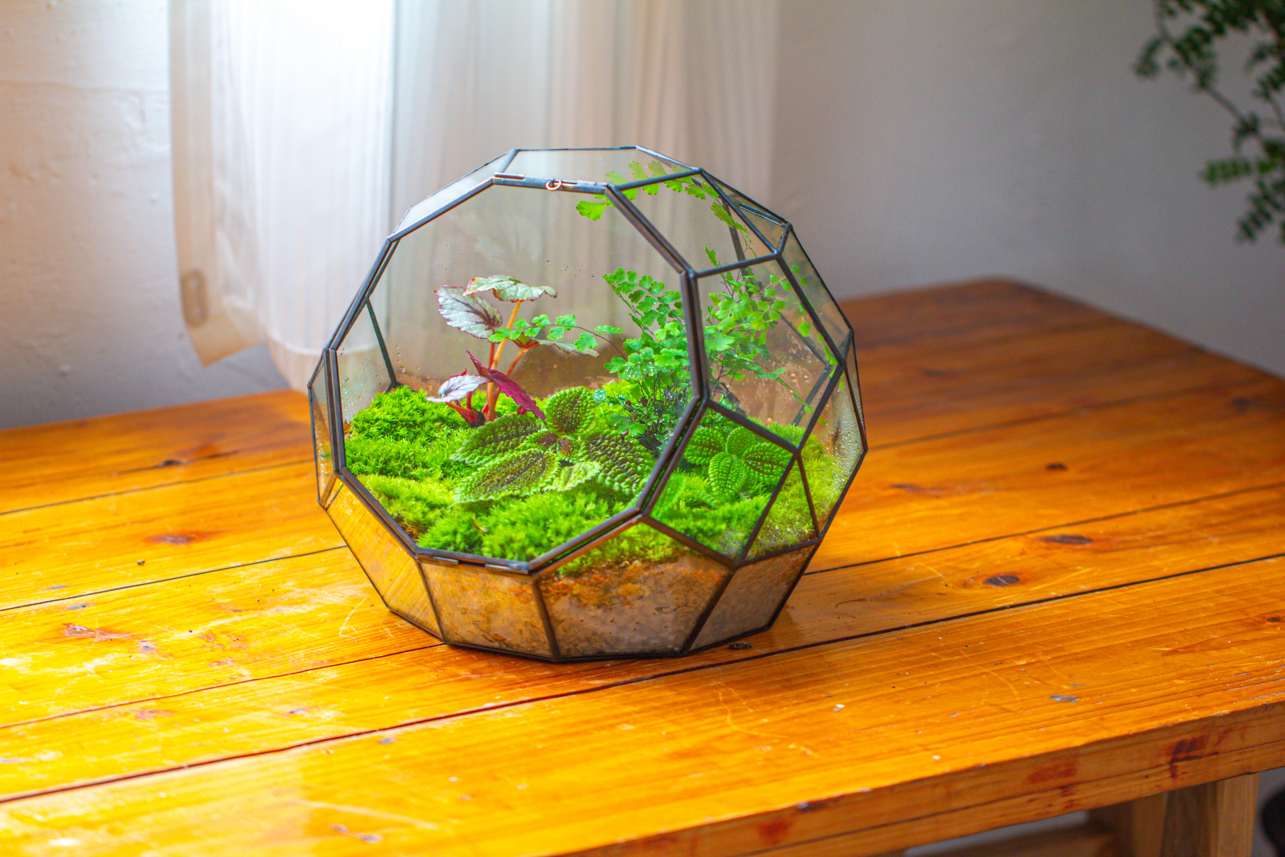Propagation Station Glass Geometric Moon Terrarium,  Close, with door - NCYPgarden