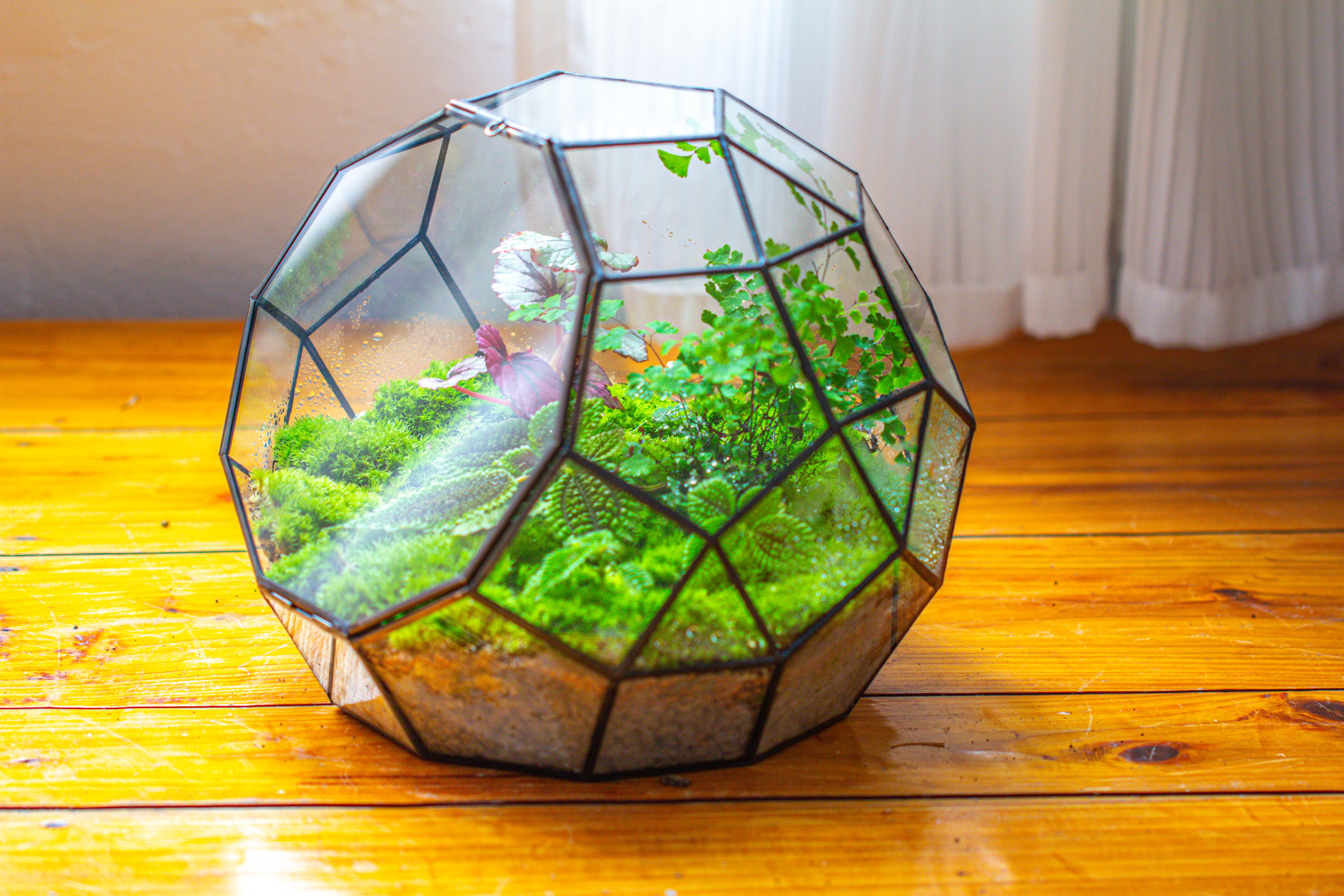 Propagation Station Glass Geometric Moon Terrarium,  Close, with door - NCYPgarden