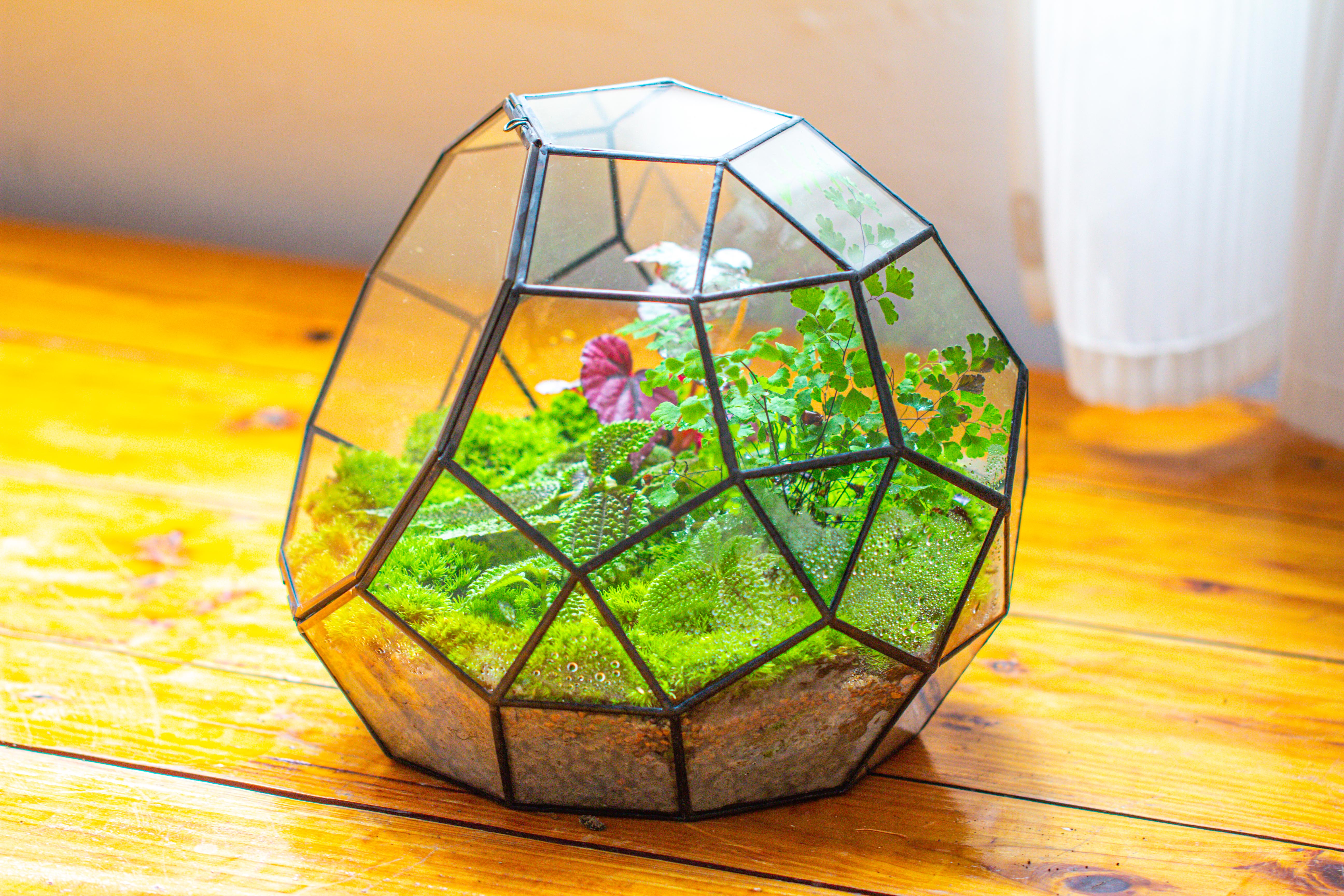 Propagation Station Glass Geometric Moon Terrarium,  Close, with door - NCYPgarden