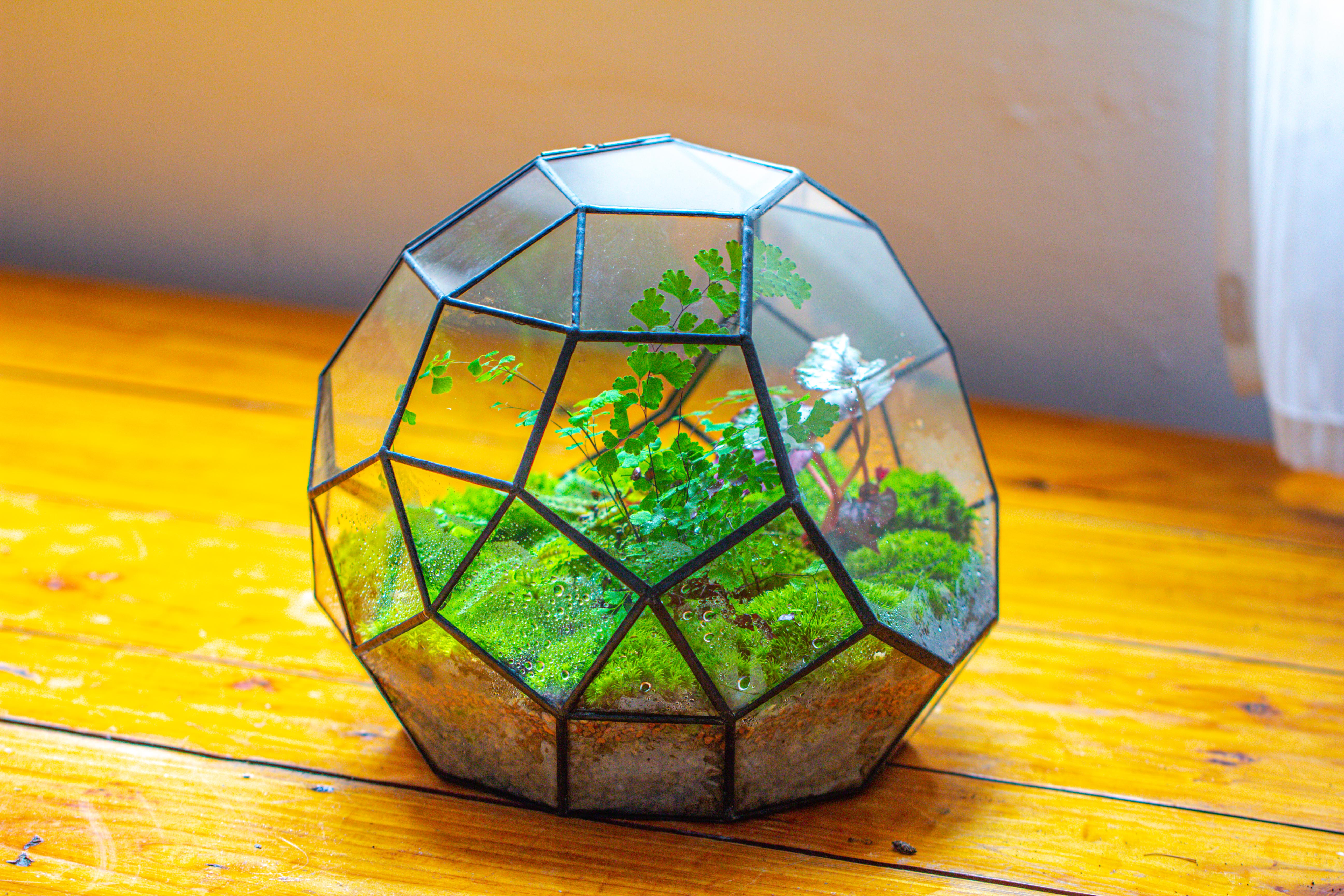 Propagation Station Glass Geometric Moon Terrarium,  Close, with door - NCYPgarden