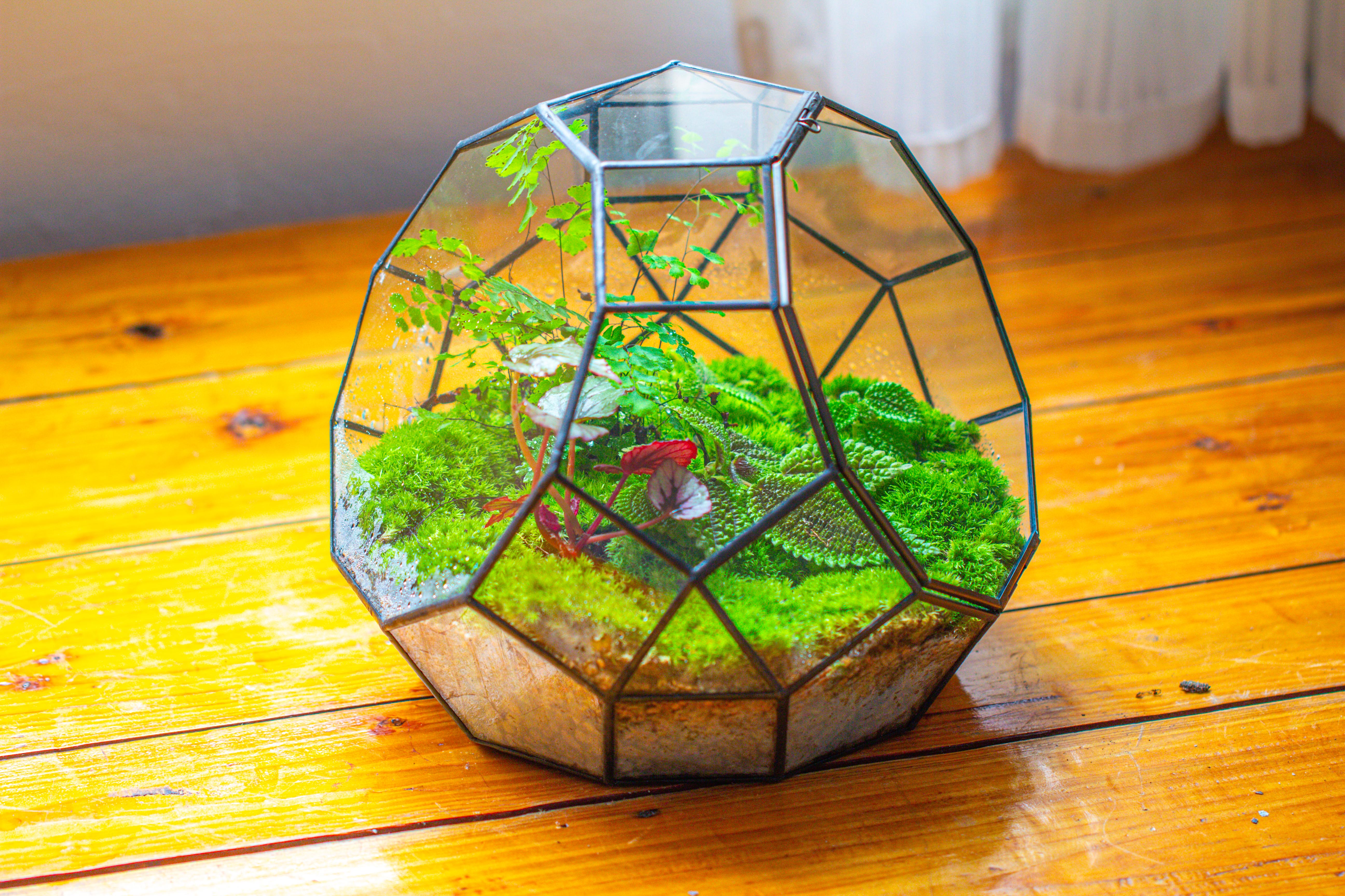 Propagation Station Glass Geometric Moon Terrarium,  Close, with door - NCYPgarden