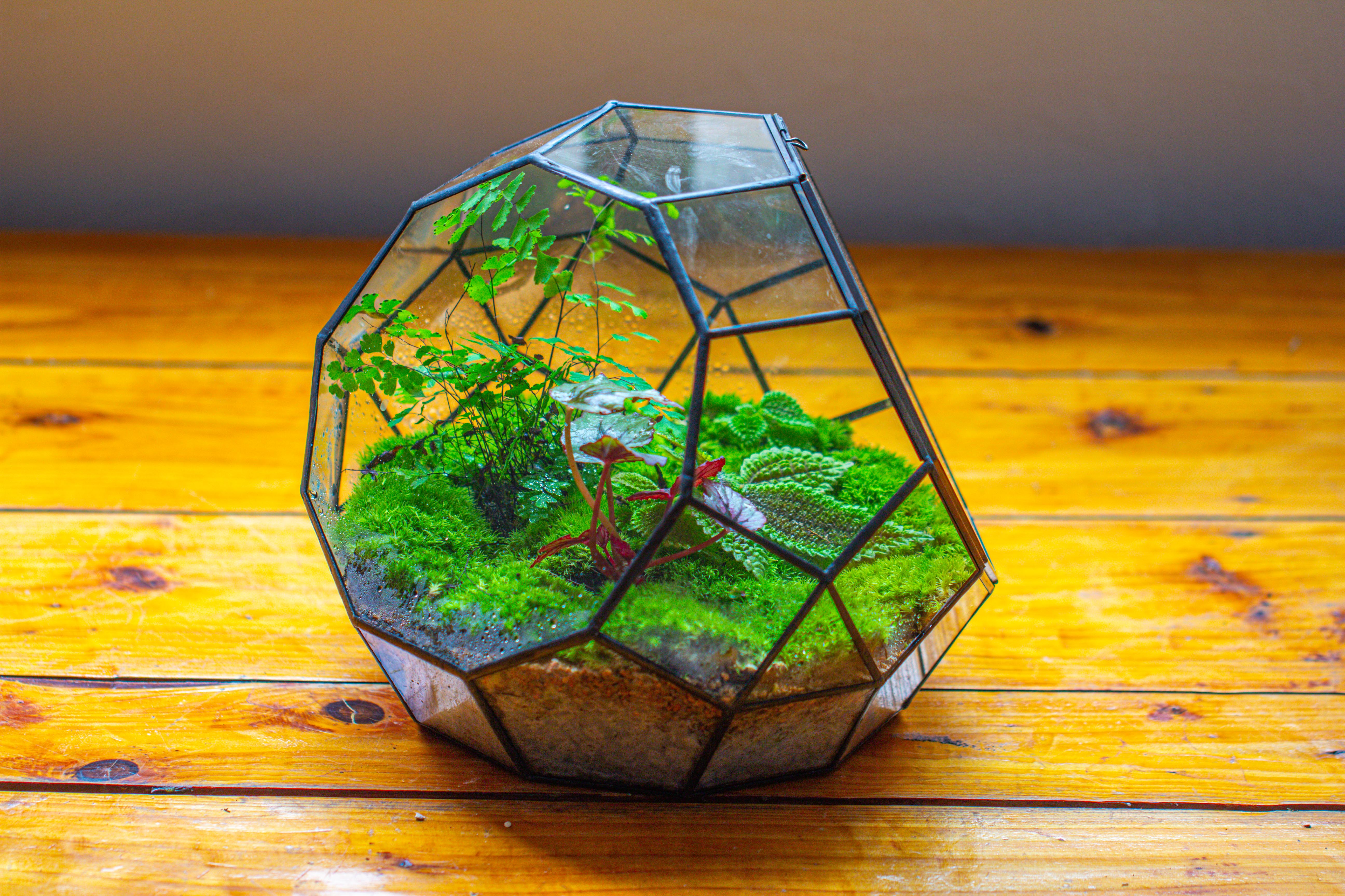Propagation Station Glass Geometric Moon Terrarium,  Close, with door - NCYPgarden