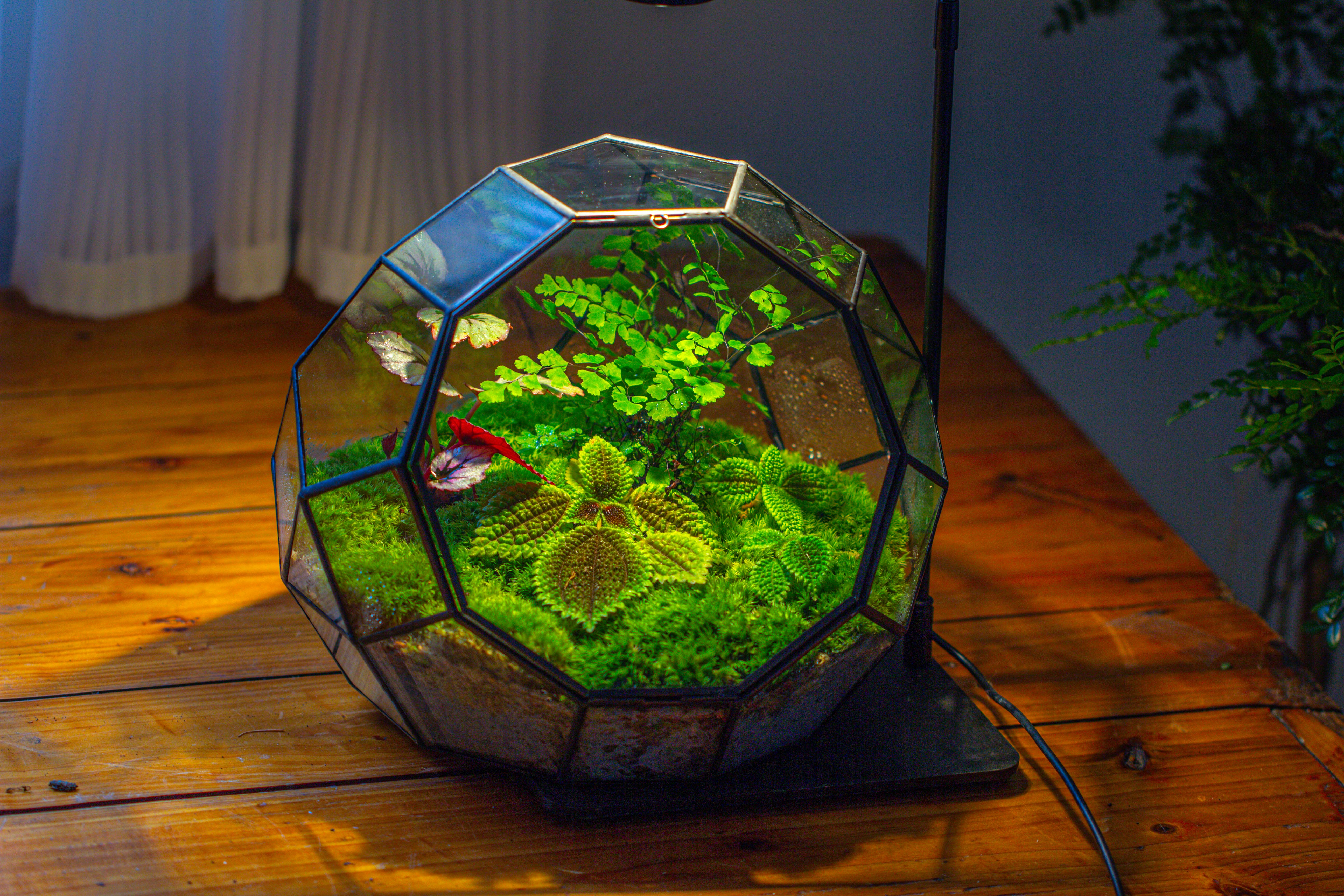 Propagation Station Glass Geometric Moon Terrarium,  Close, with door - NCYPgarden