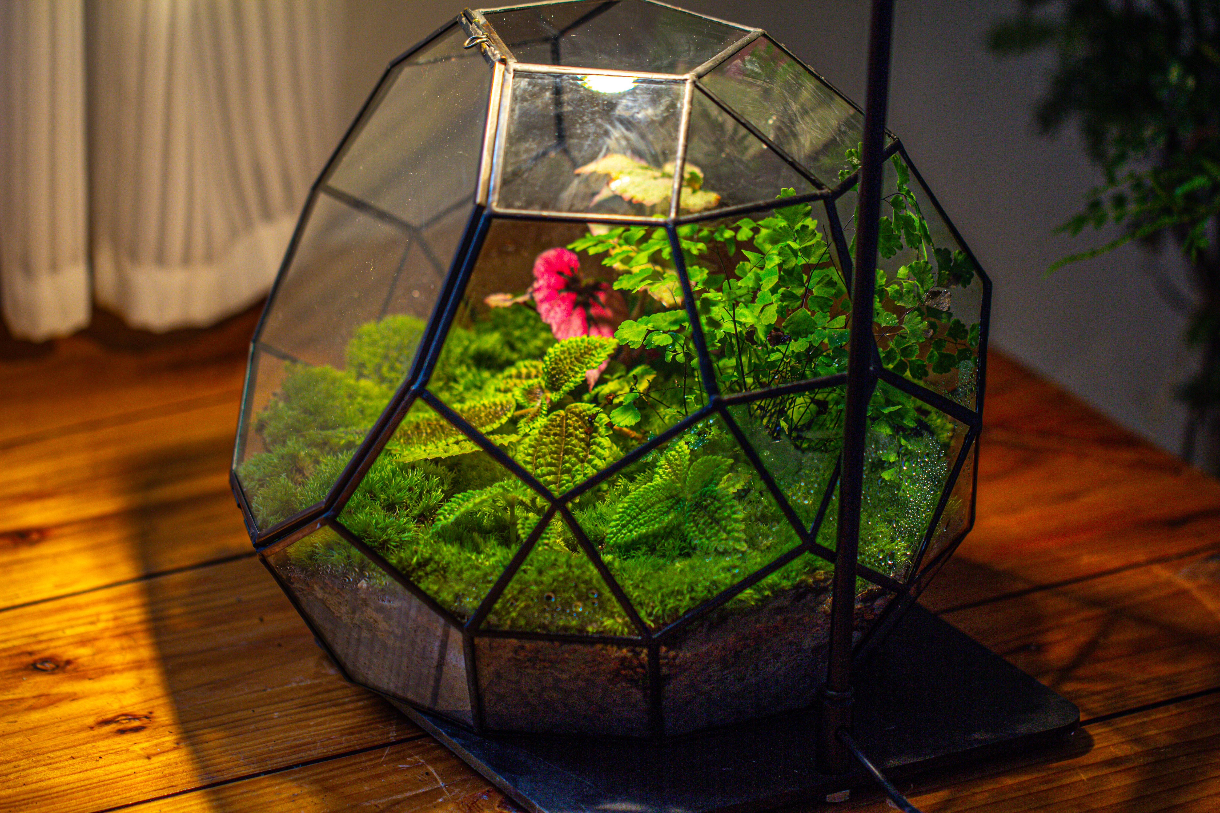 Propagation Station Glass Geometric Moon Terrarium,  Close, with door - NCYPgarden