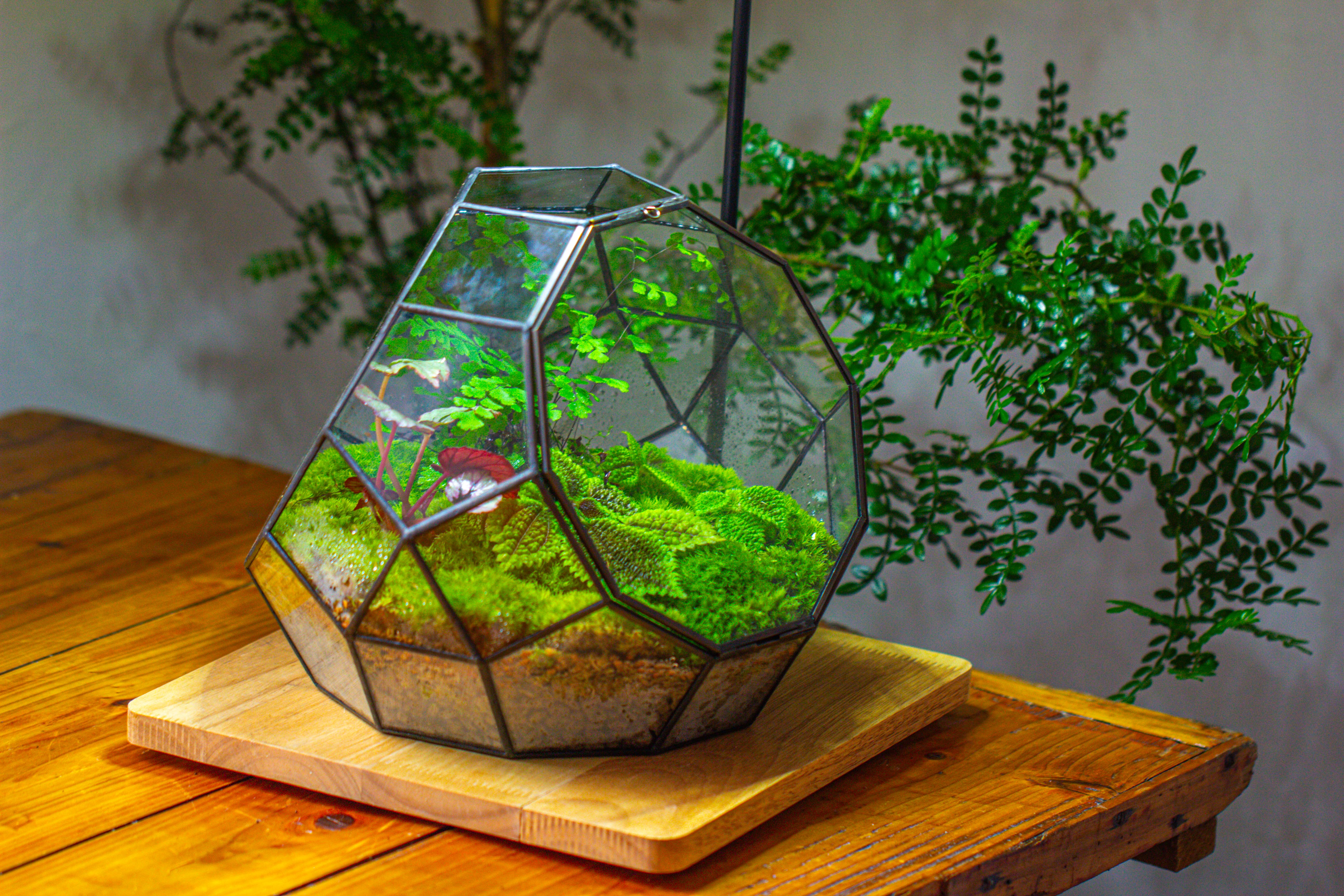 Propagation Station Glass Geometric Moon Terrarium,  Close, with door - NCYPgarden