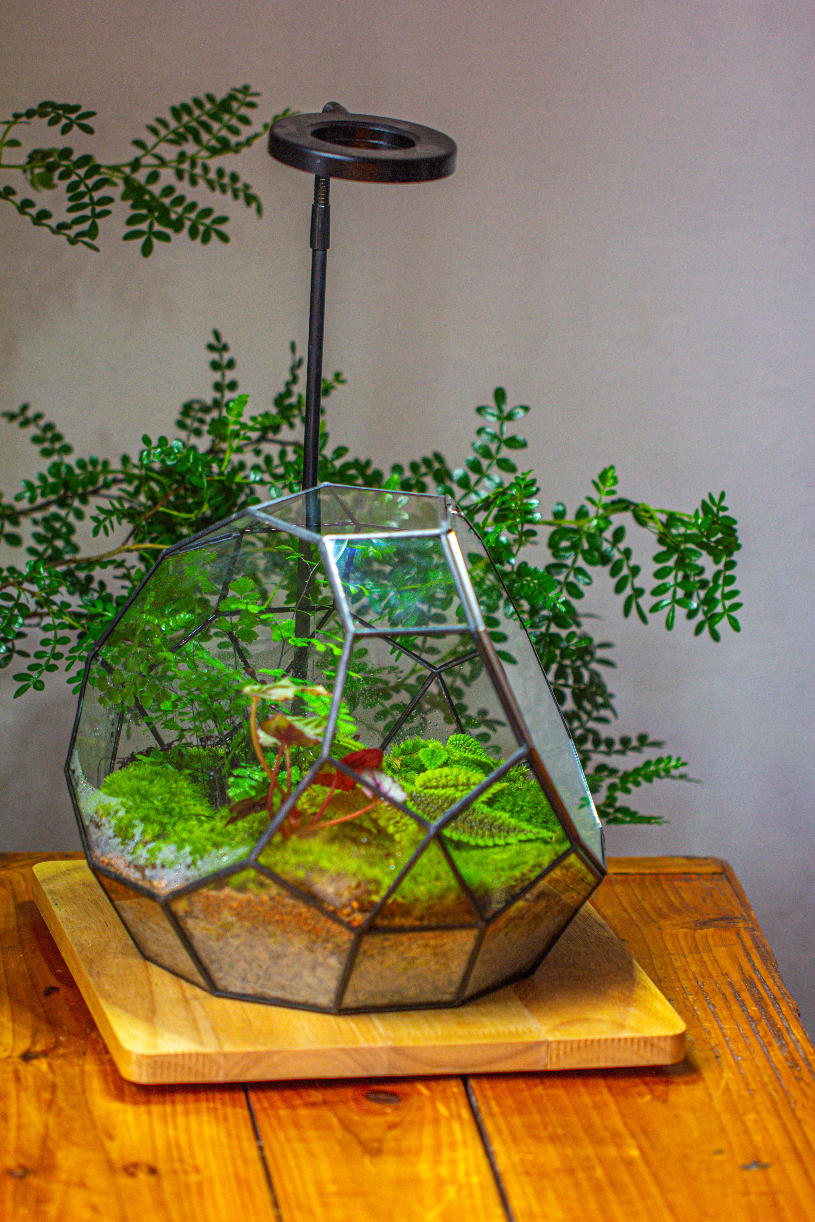 Propagation Station Glass Geometric Moon Terrarium,  Close, with door - NCYPgarden