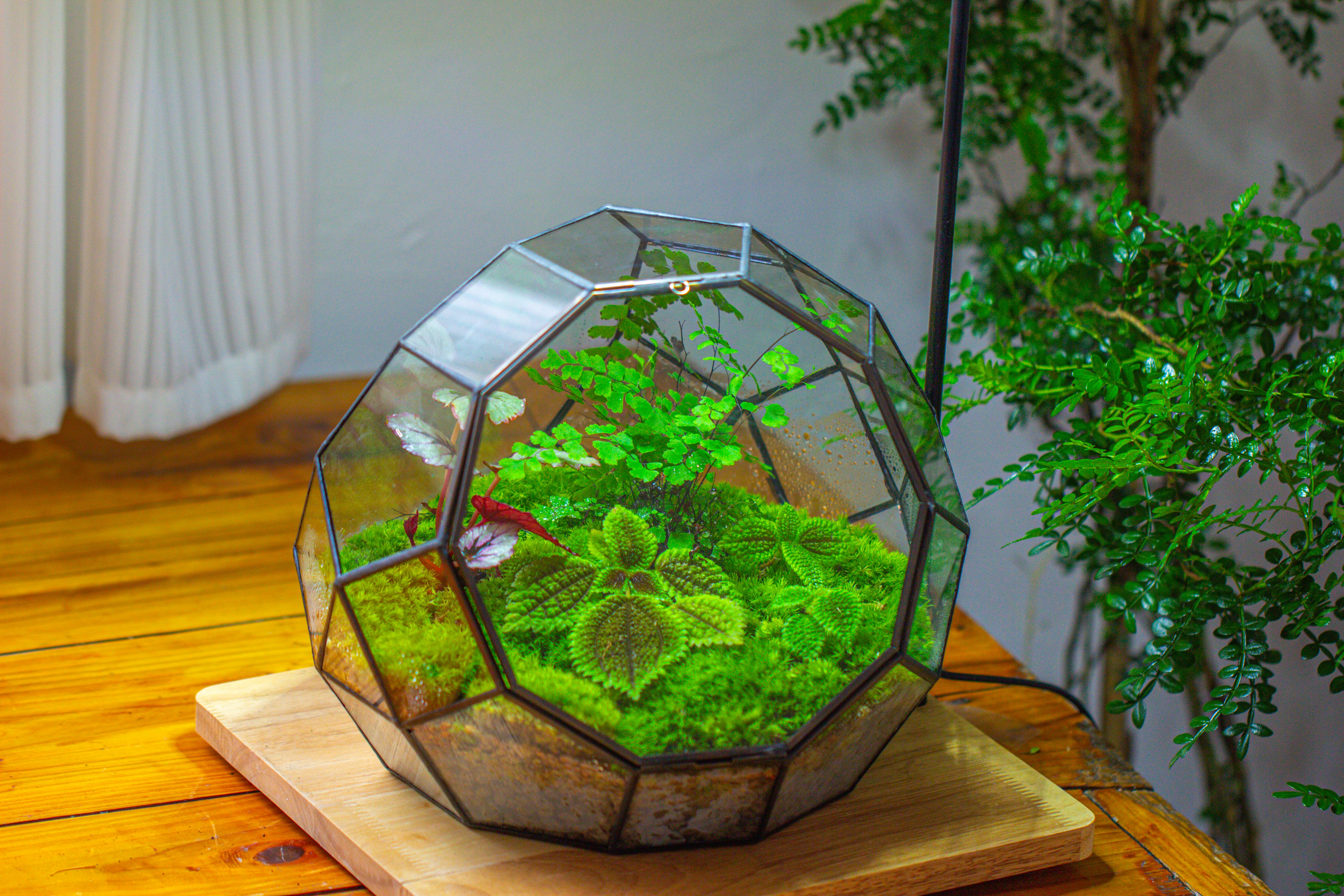Propagation Station Glass Geometric Moon Terrarium,  Close, with door - NCYPgarden