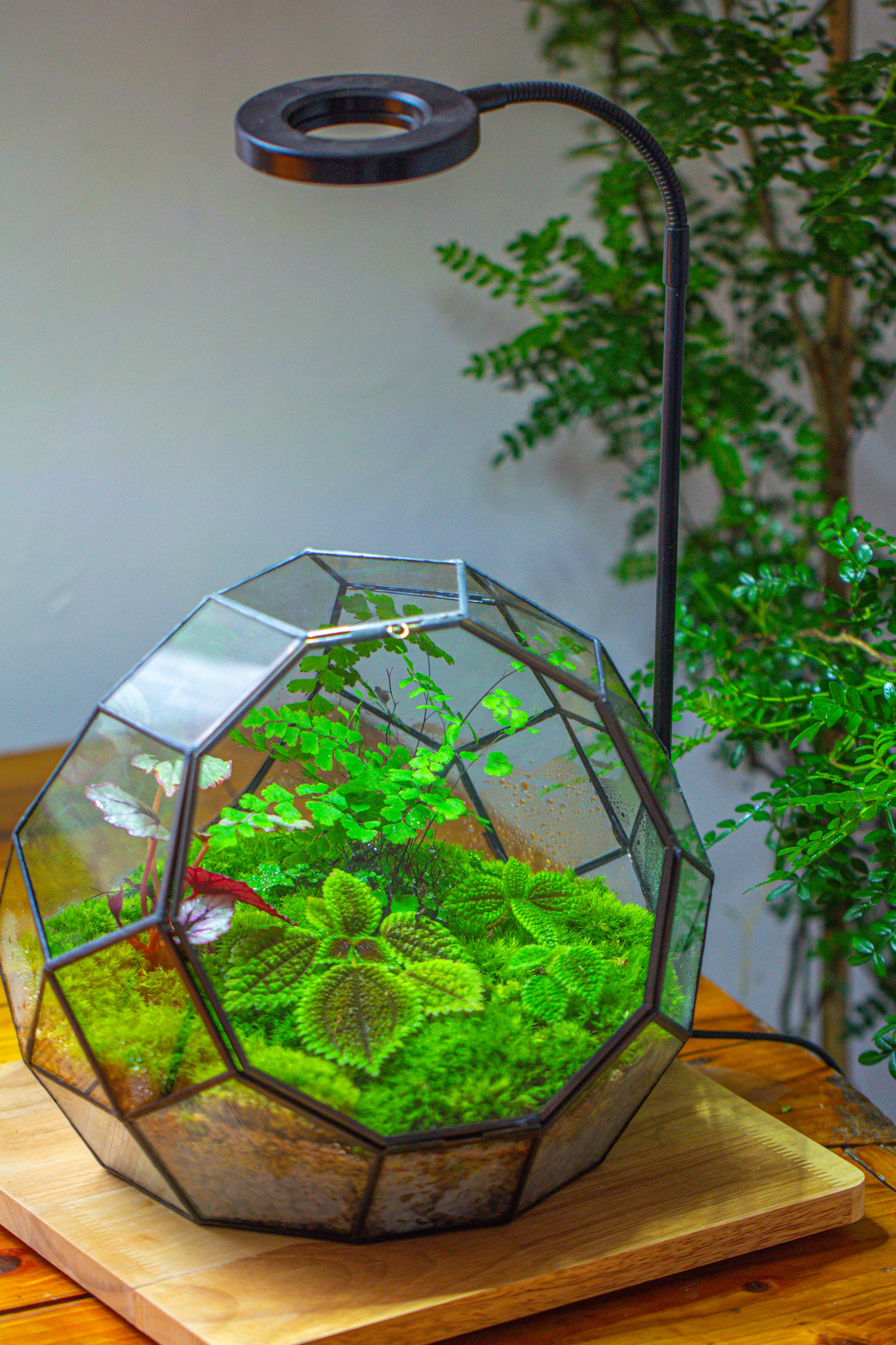 Propagation Station Glass Geometric Moon Terrarium,  Close, with door - NCYPgarden