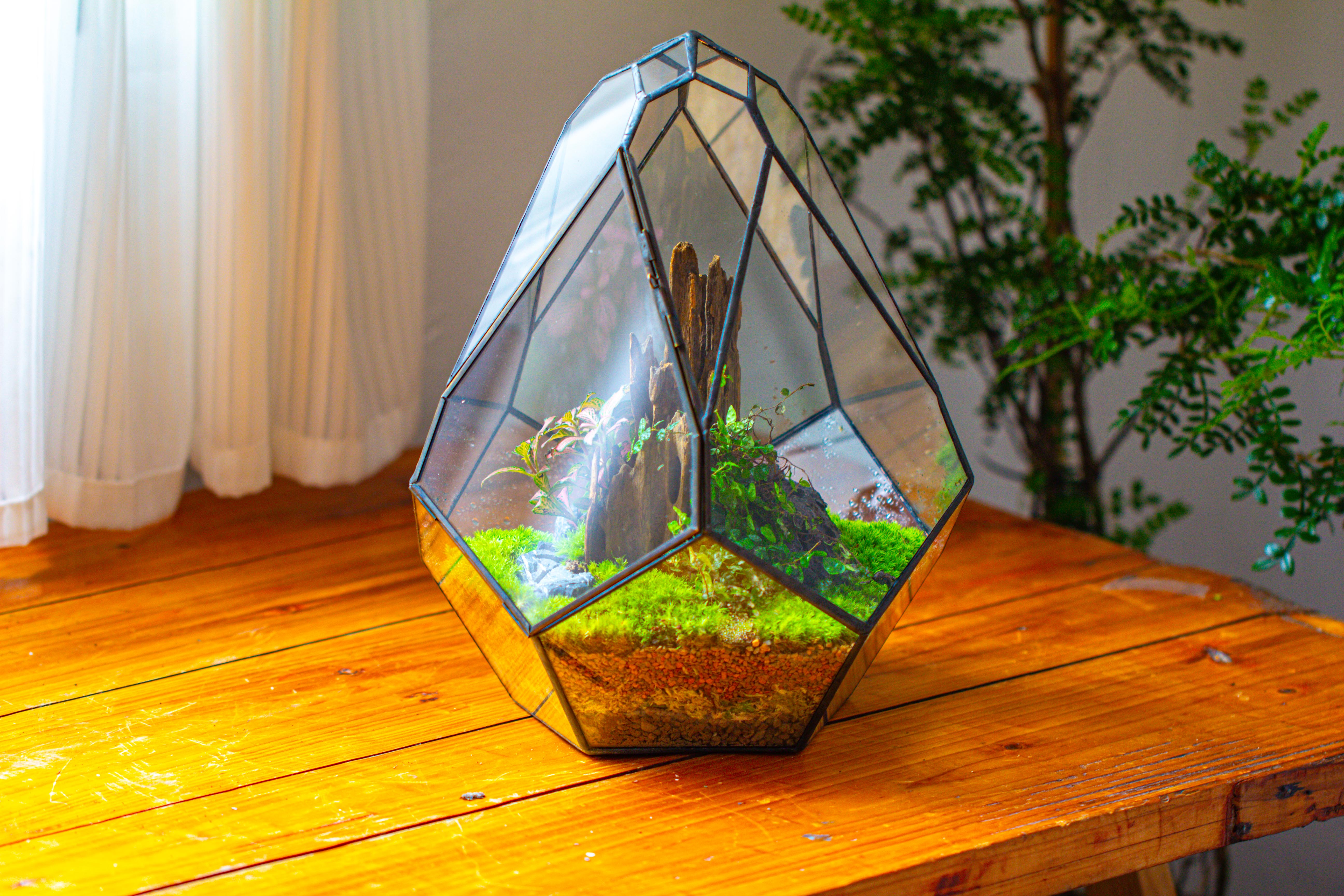 Propagation Station 13" Large Teardrop Geometric Terrarium, Close, with door - NCYPgarden