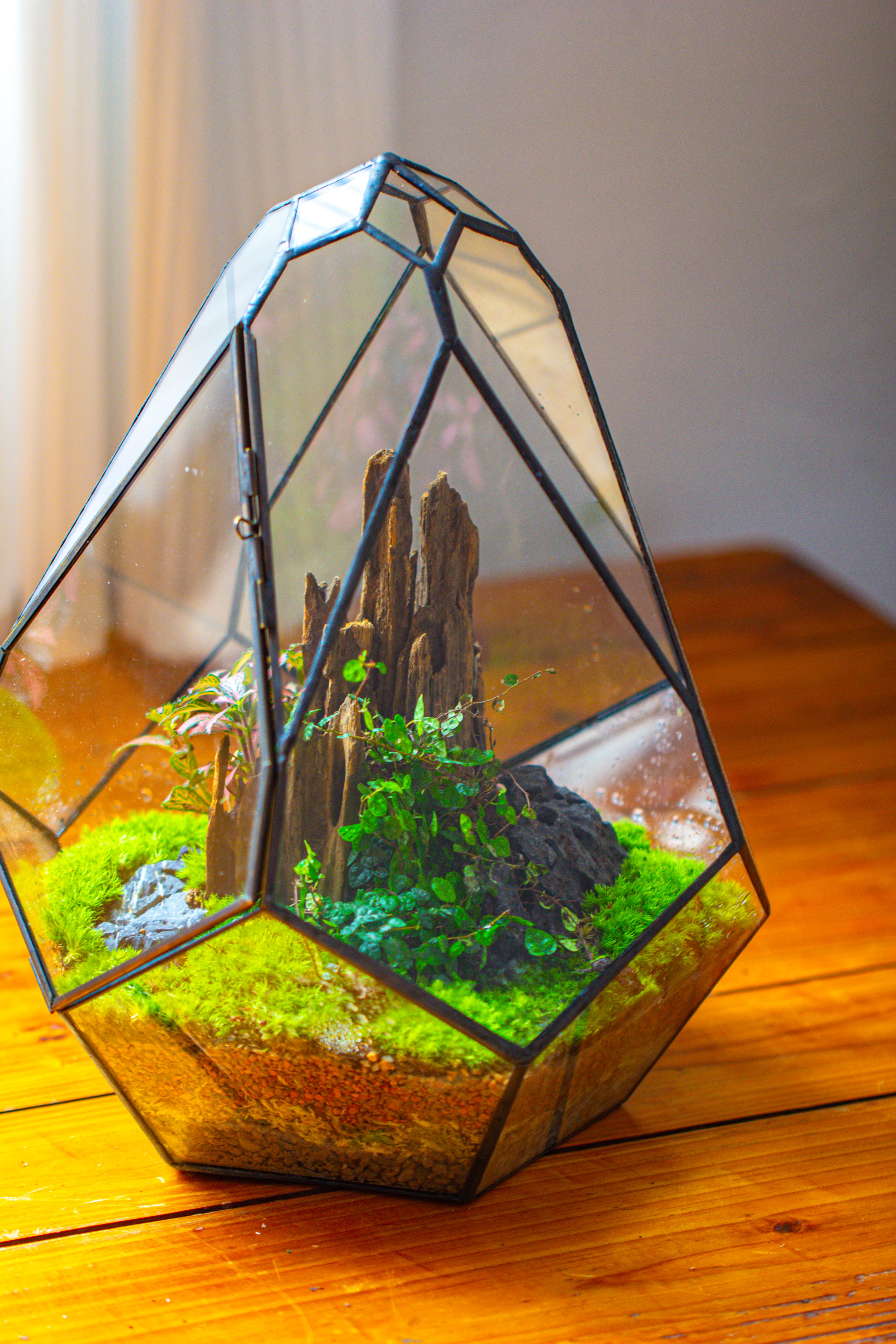 Propagation Station 13" Large Teardrop Geometric Terrarium, Close, with door - NCYPgarden