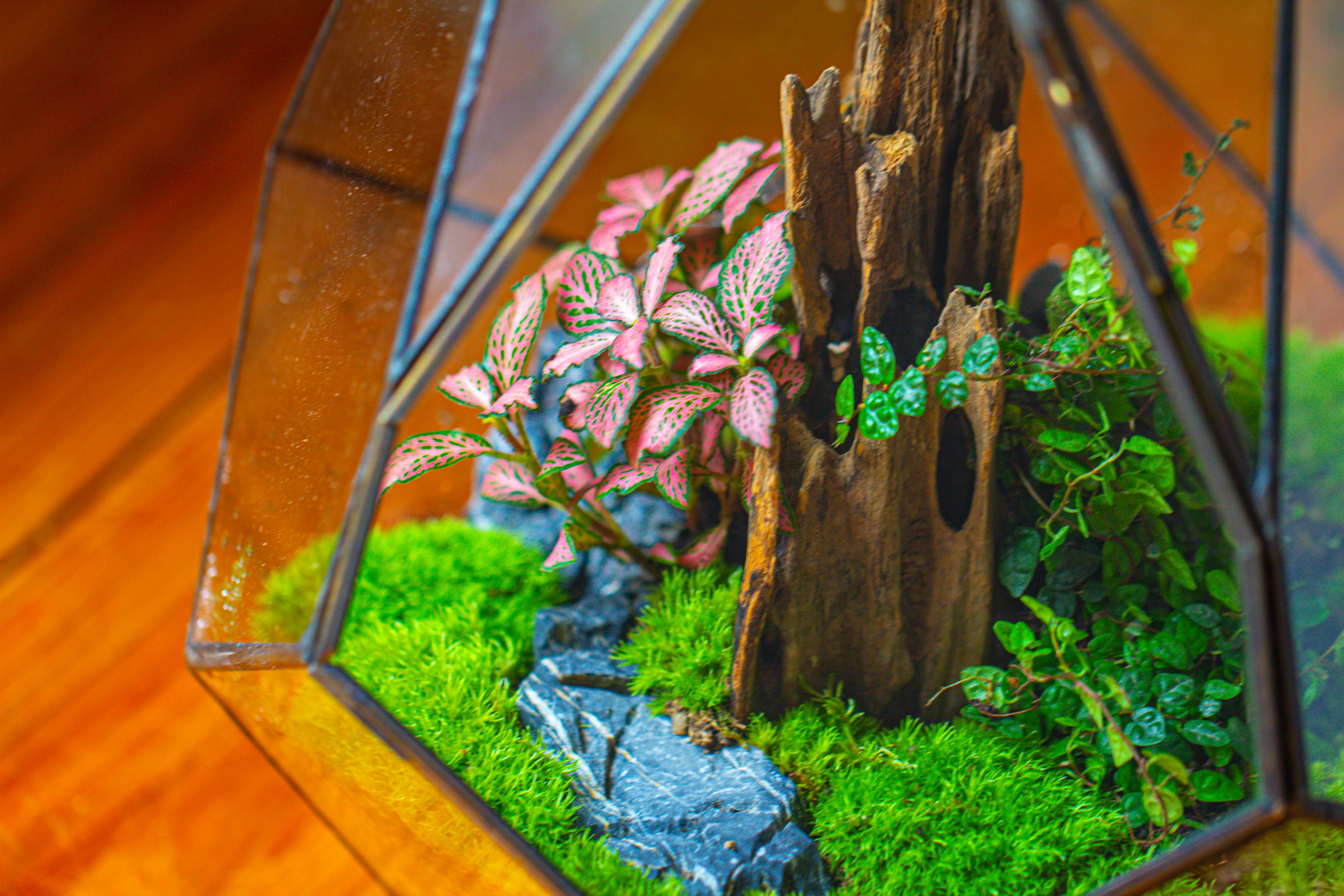 Propagation Station 13" Large Teardrop Geometric Terrarium, Close, with door - NCYPgarden