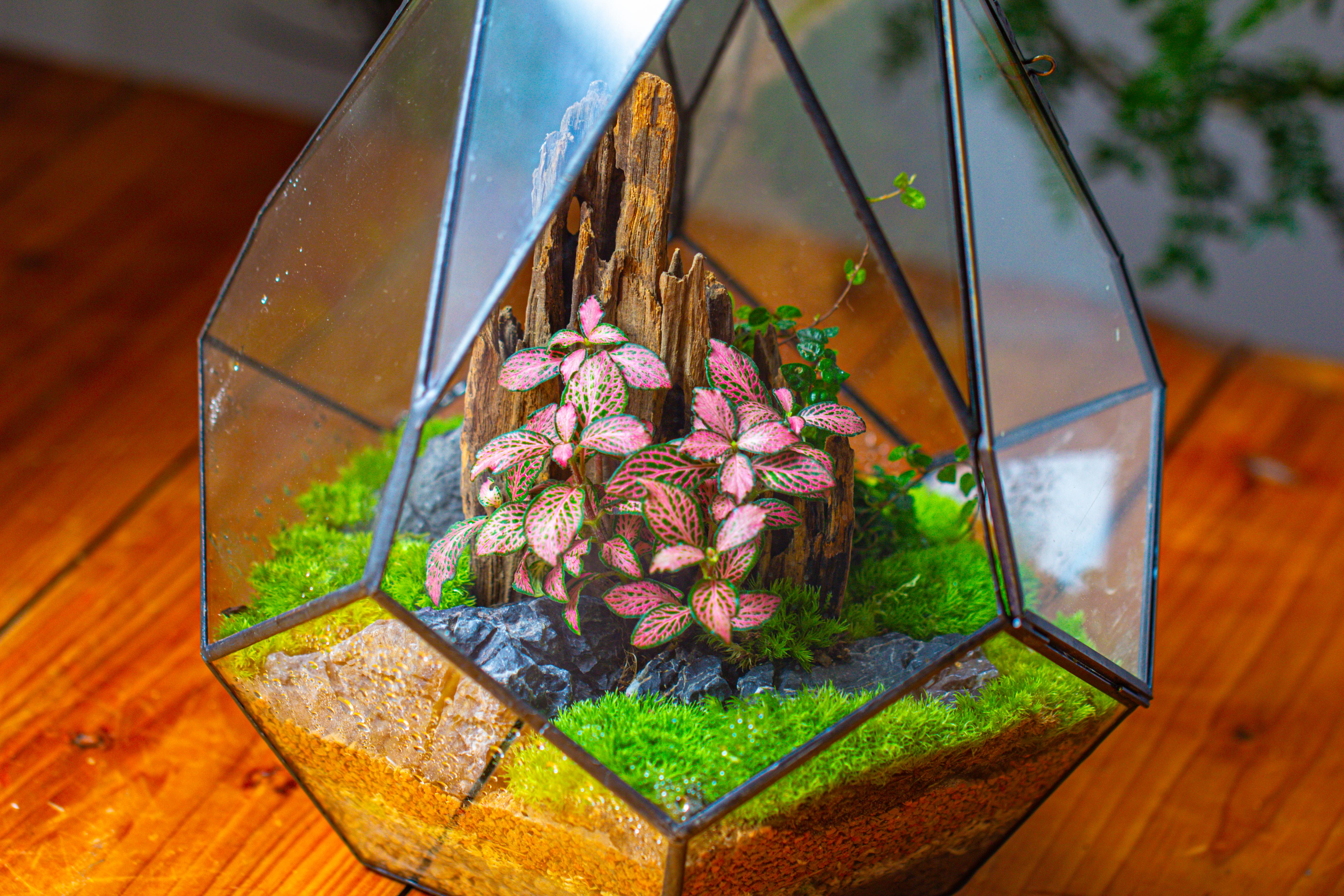 Propagation Station 13" Large Teardrop Geometric Terrarium, Close, with door - NCYPgarden