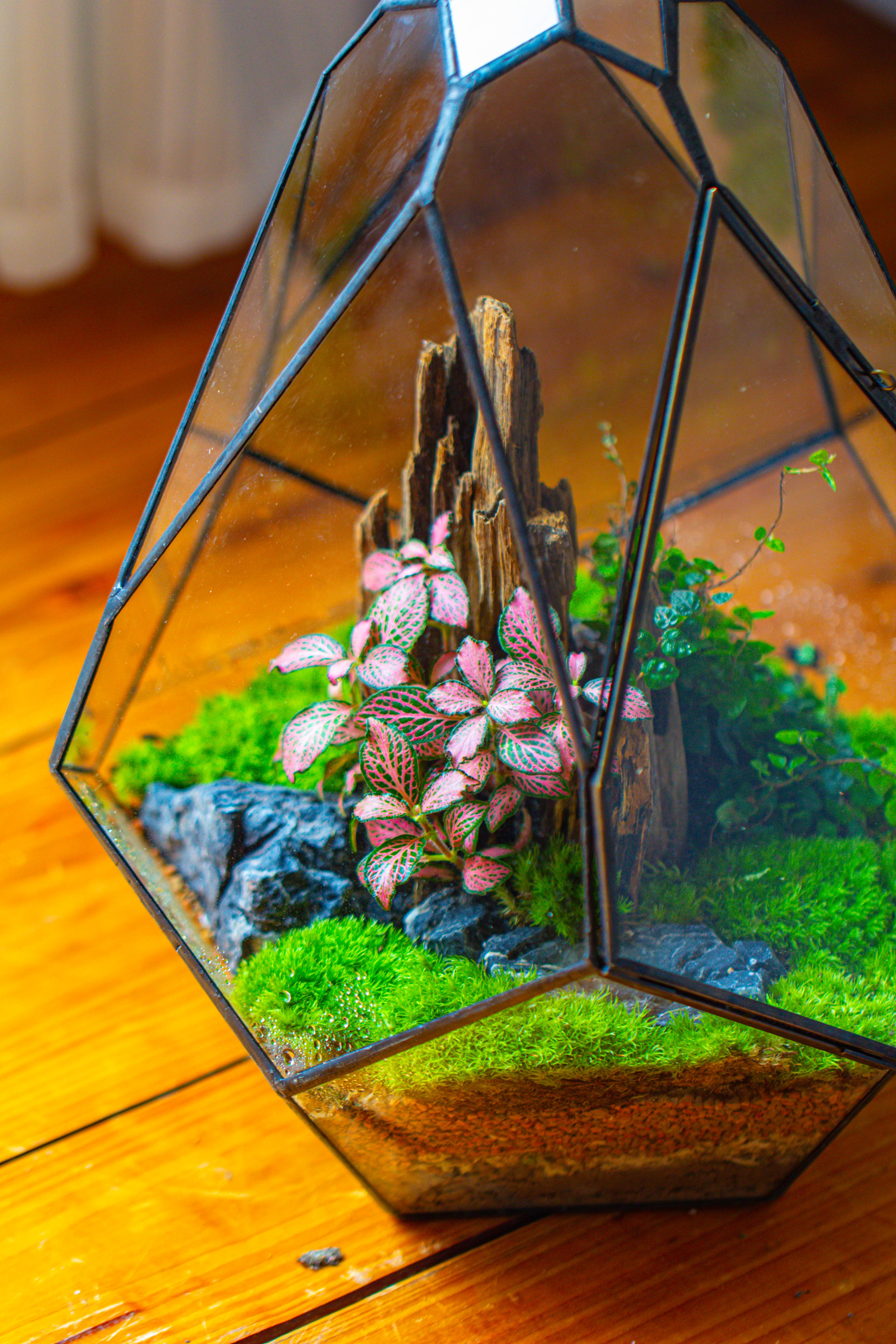 Propagation Station 13" Large Teardrop Geometric Terrarium, Close, with door - NCYPgarden