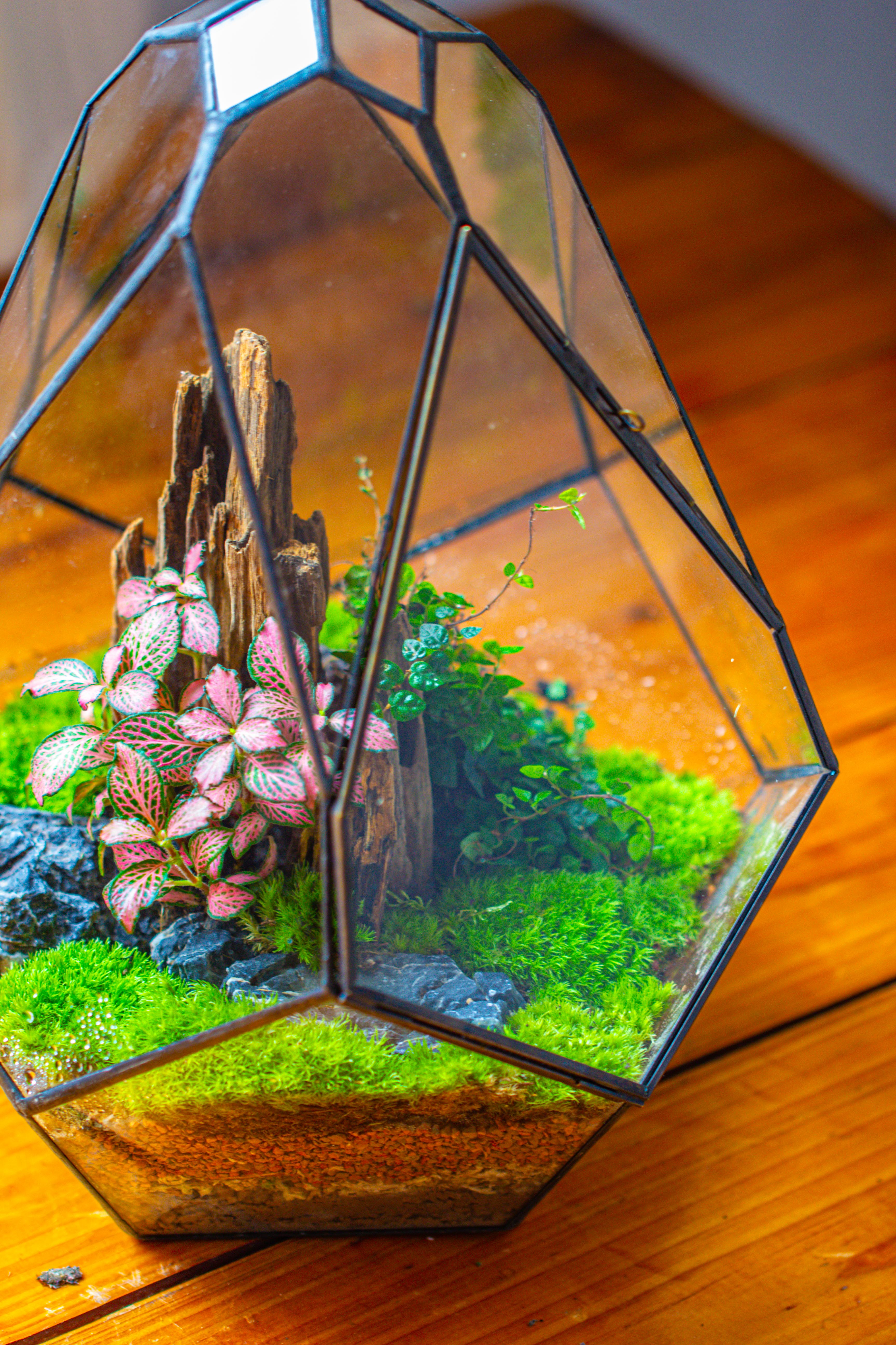 Propagation Station 13" Large Teardrop Geometric Terrarium, Close, with door - NCYPgarden