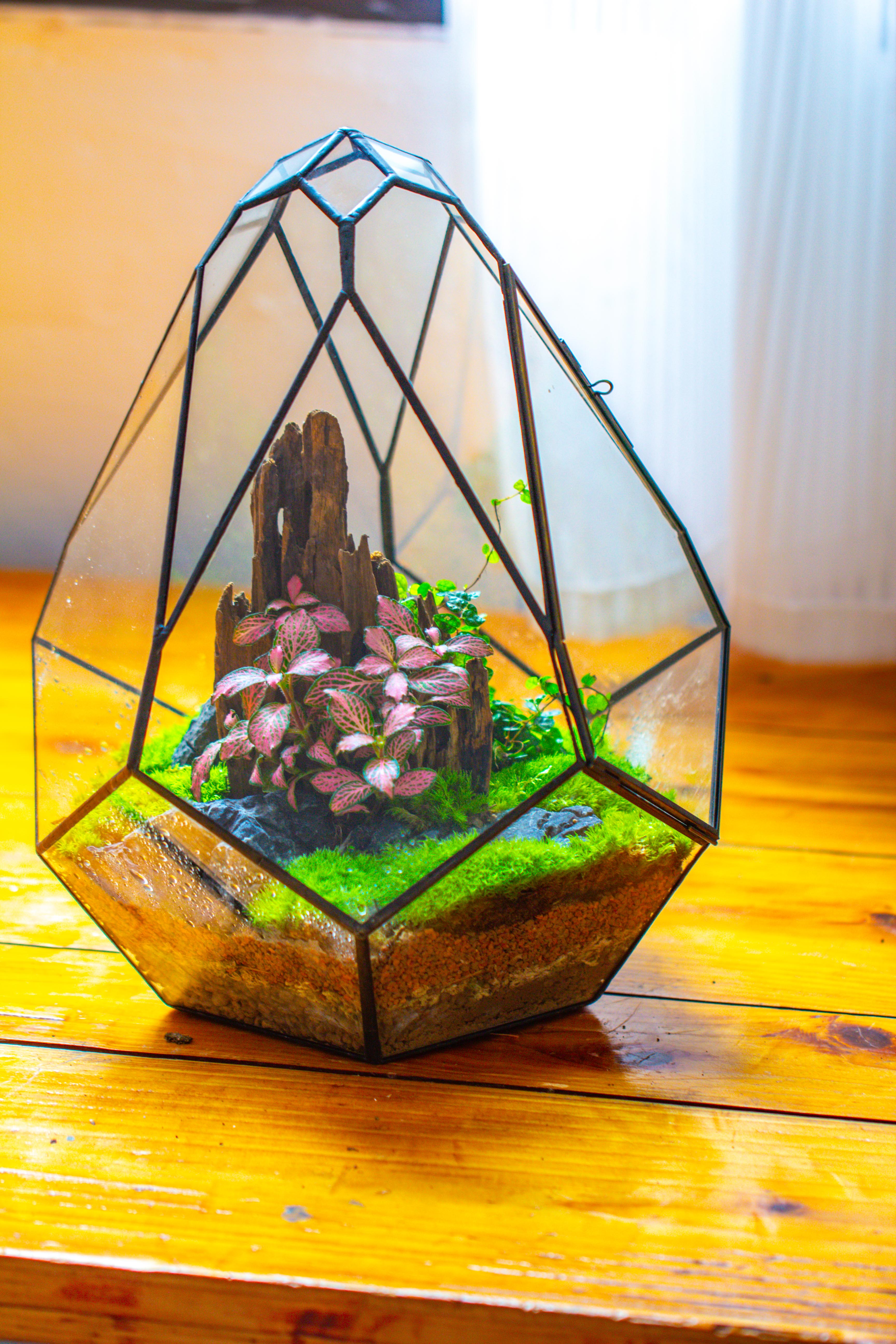 Propagation Station 13" Large Teardrop Geometric Terrarium, Close, with door - NCYPgarden
