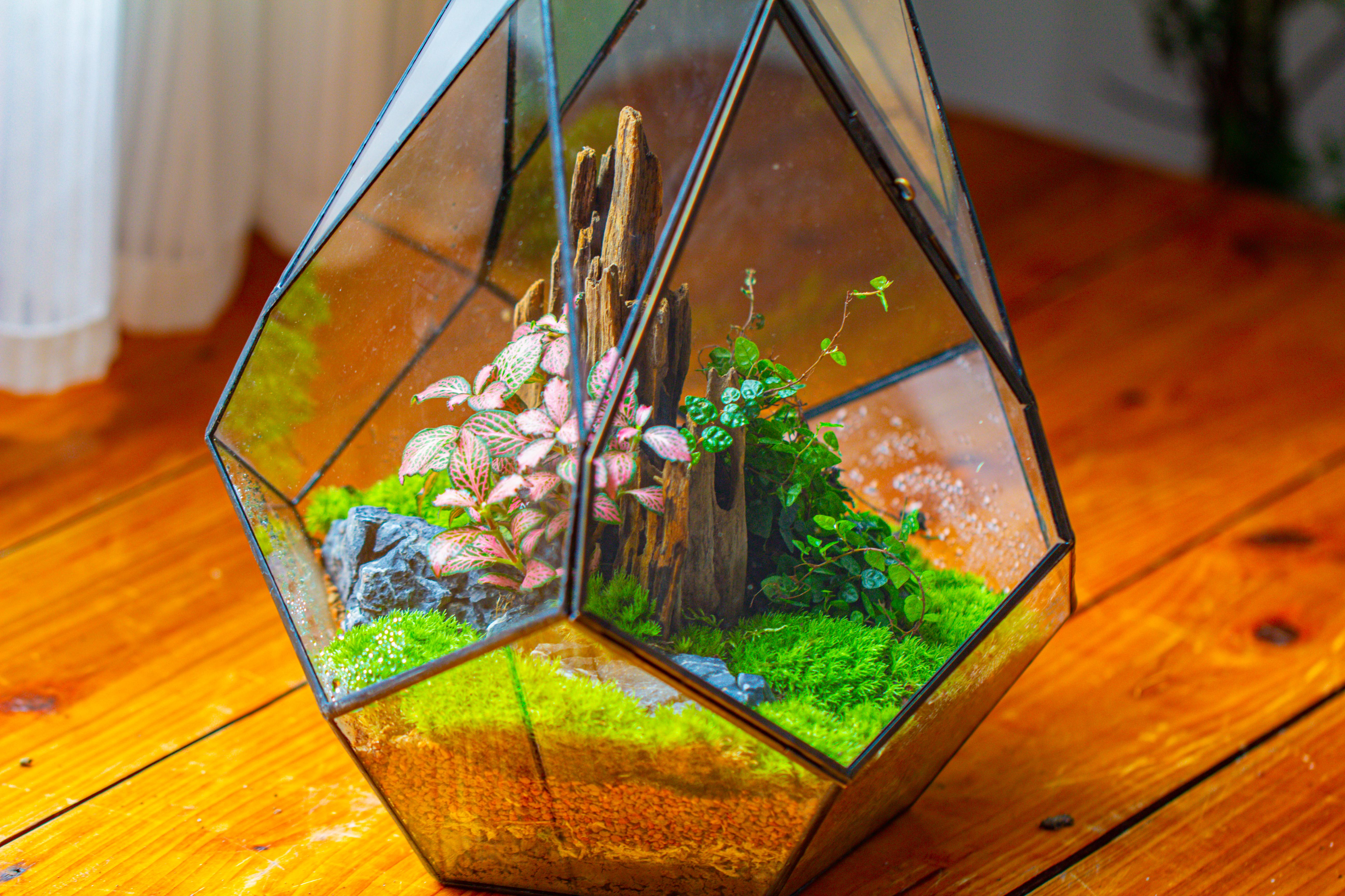 Propagation Station 13" Large Teardrop Geometric Terrarium, Close, with door - NCYPgarden