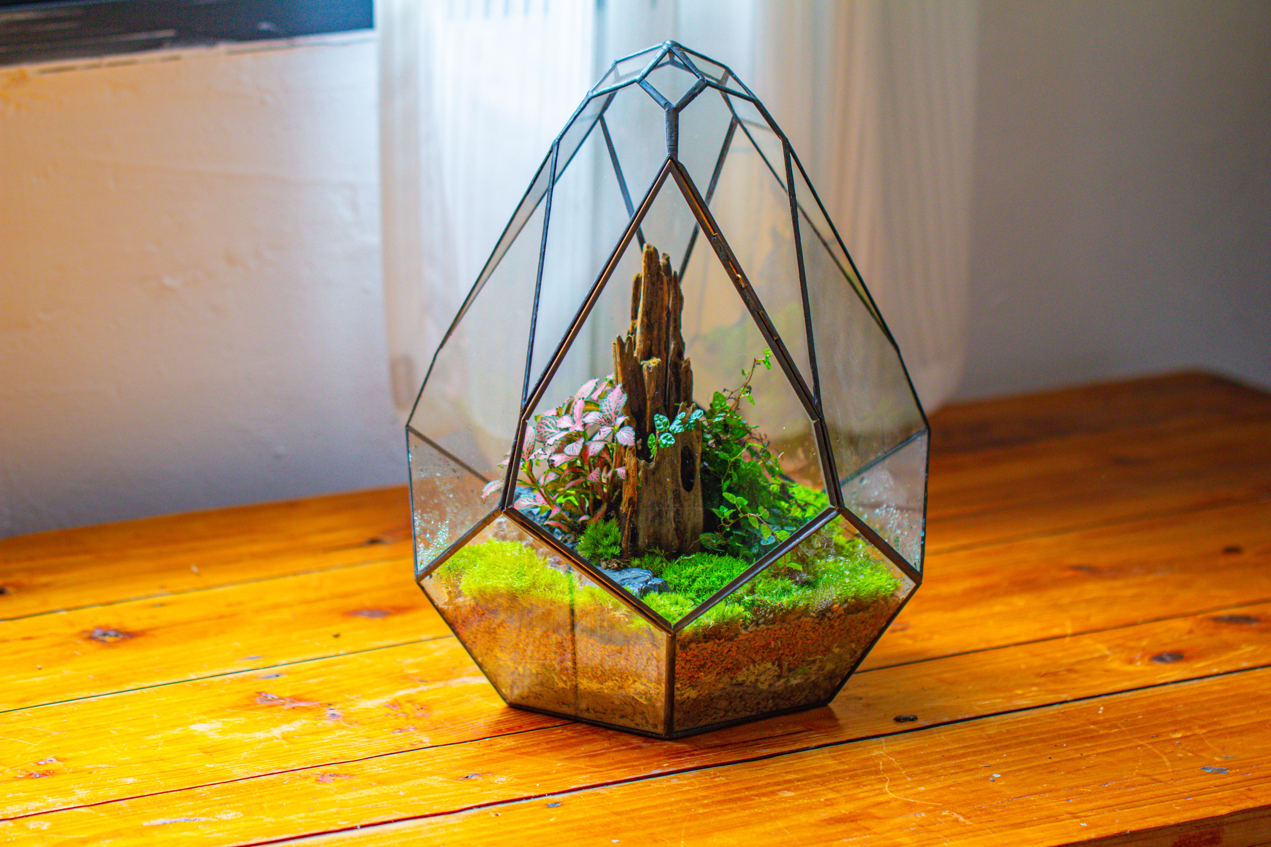 Propagation Station 13" Large Teardrop Geometric Terrarium, Close, with door - NCYPgarden