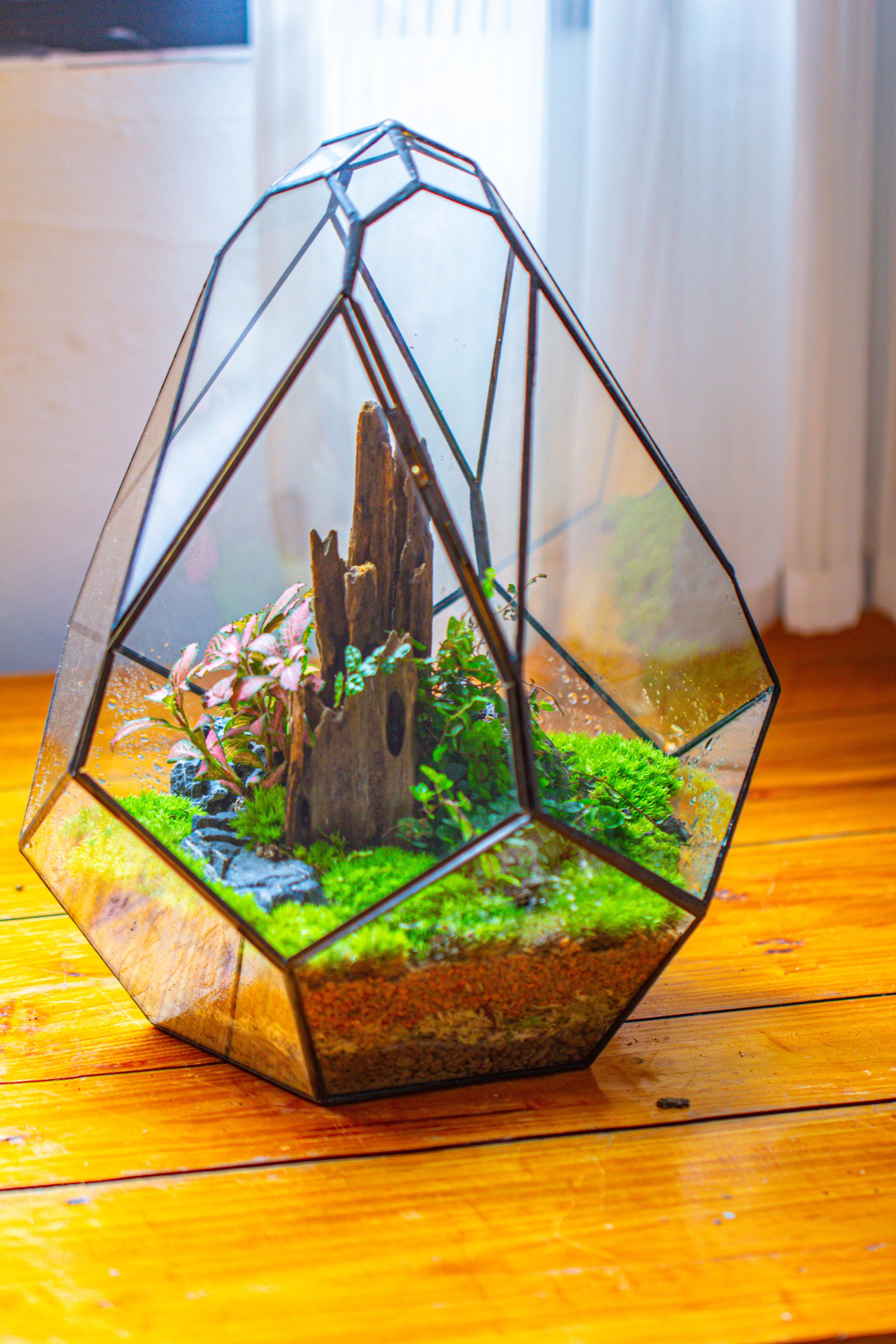Propagation Station 13" Large Teardrop Geometric Terrarium, Close, with door - NCYPgarden