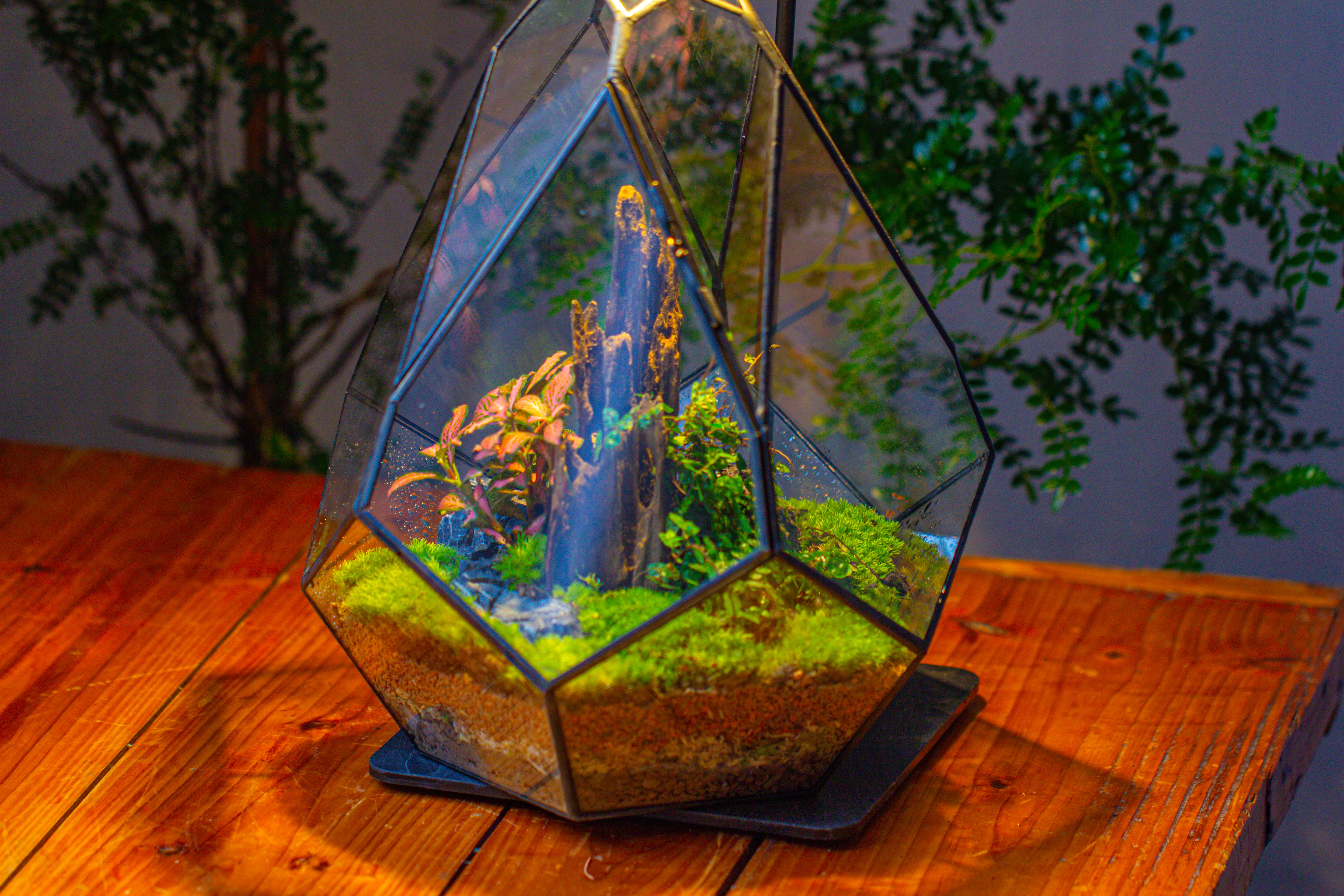 Propagation Station 13" Large Teardrop Geometric Terrarium, Close, with door - NCYPgarden