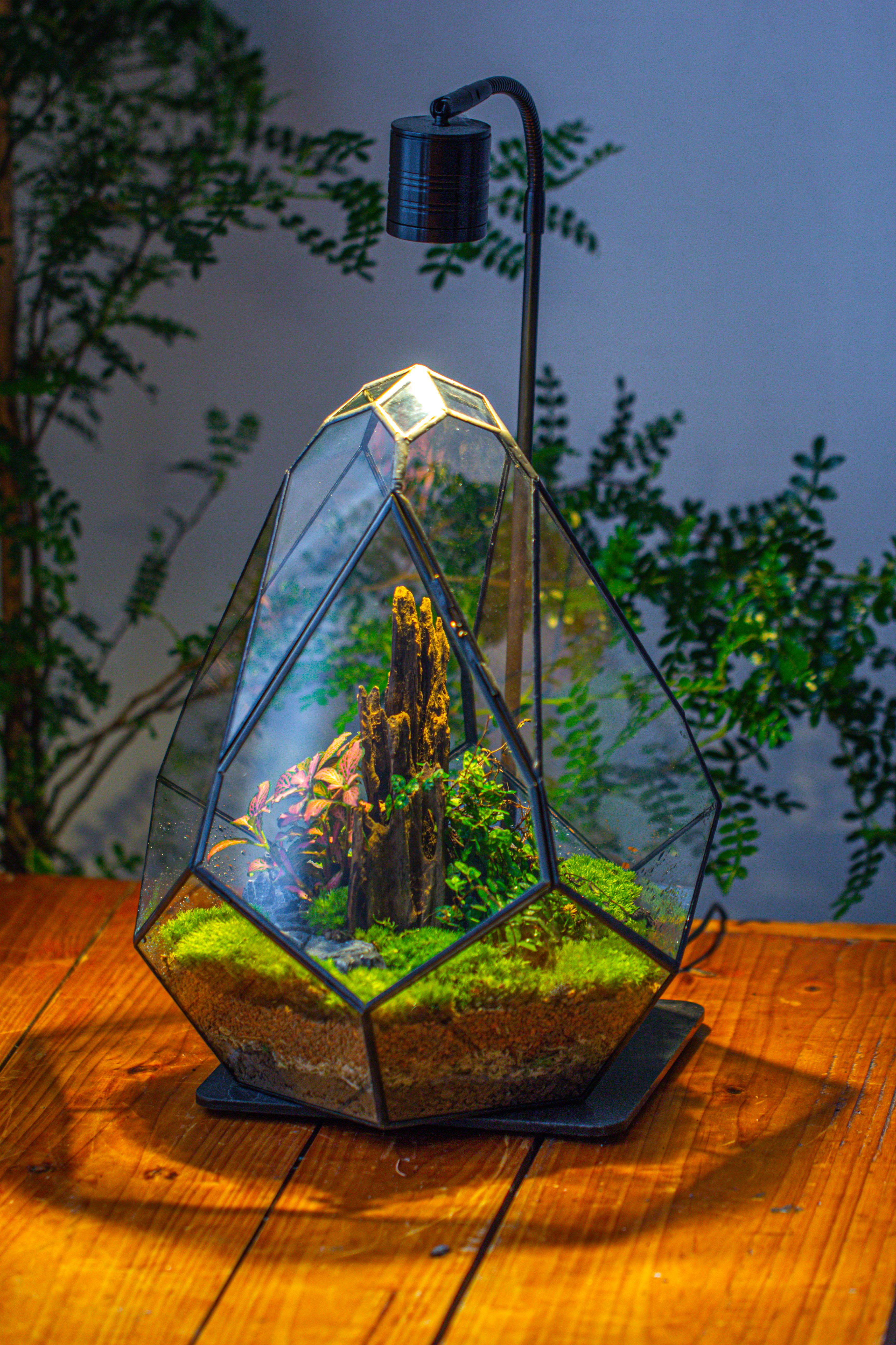 Propagation Station 13" Large Teardrop Geometric Terrarium, Close, with door - NCYPgarden