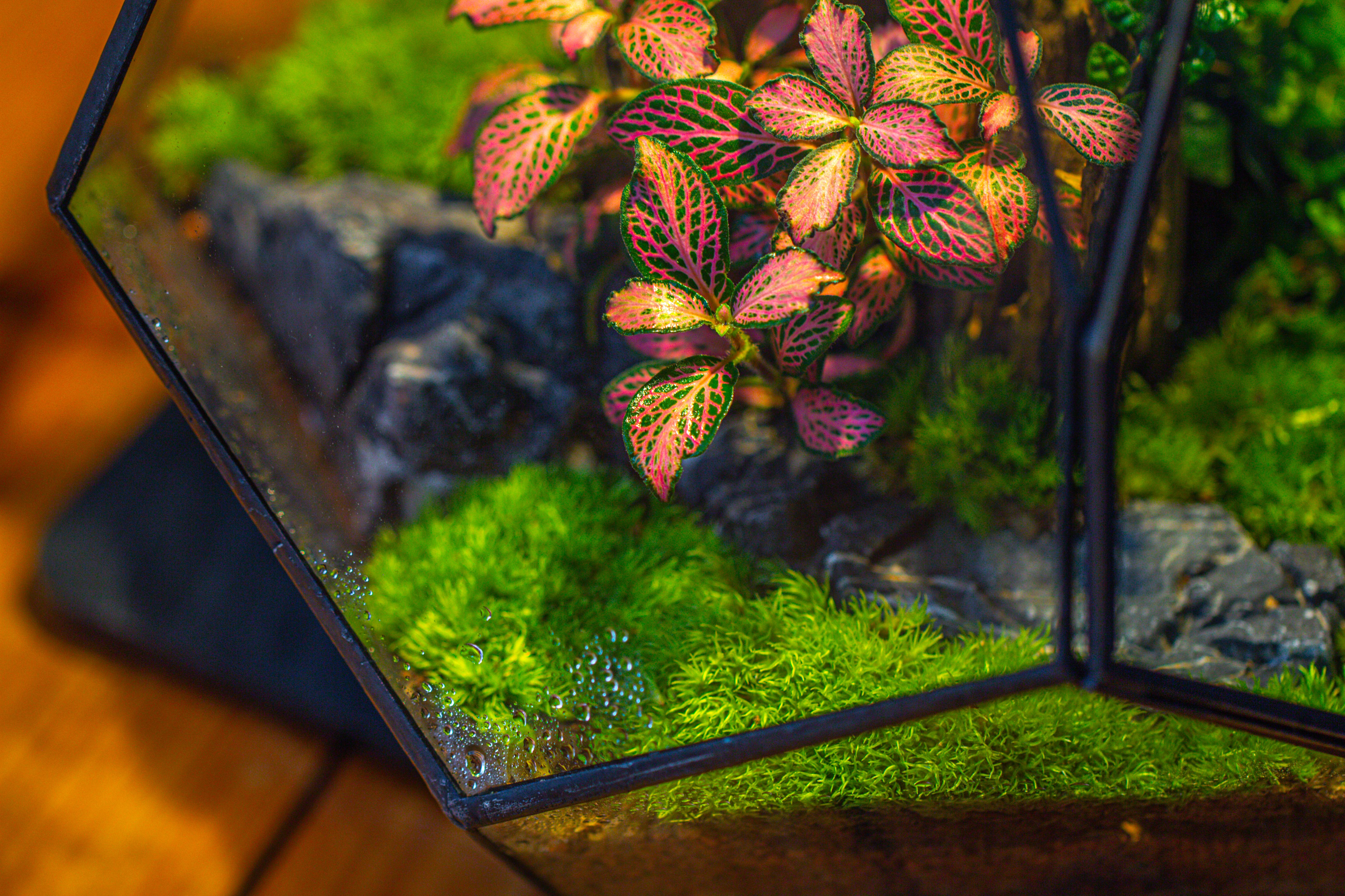 Propagation Station 13" Large Teardrop Geometric Terrarium, Close, with door - NCYPgarden