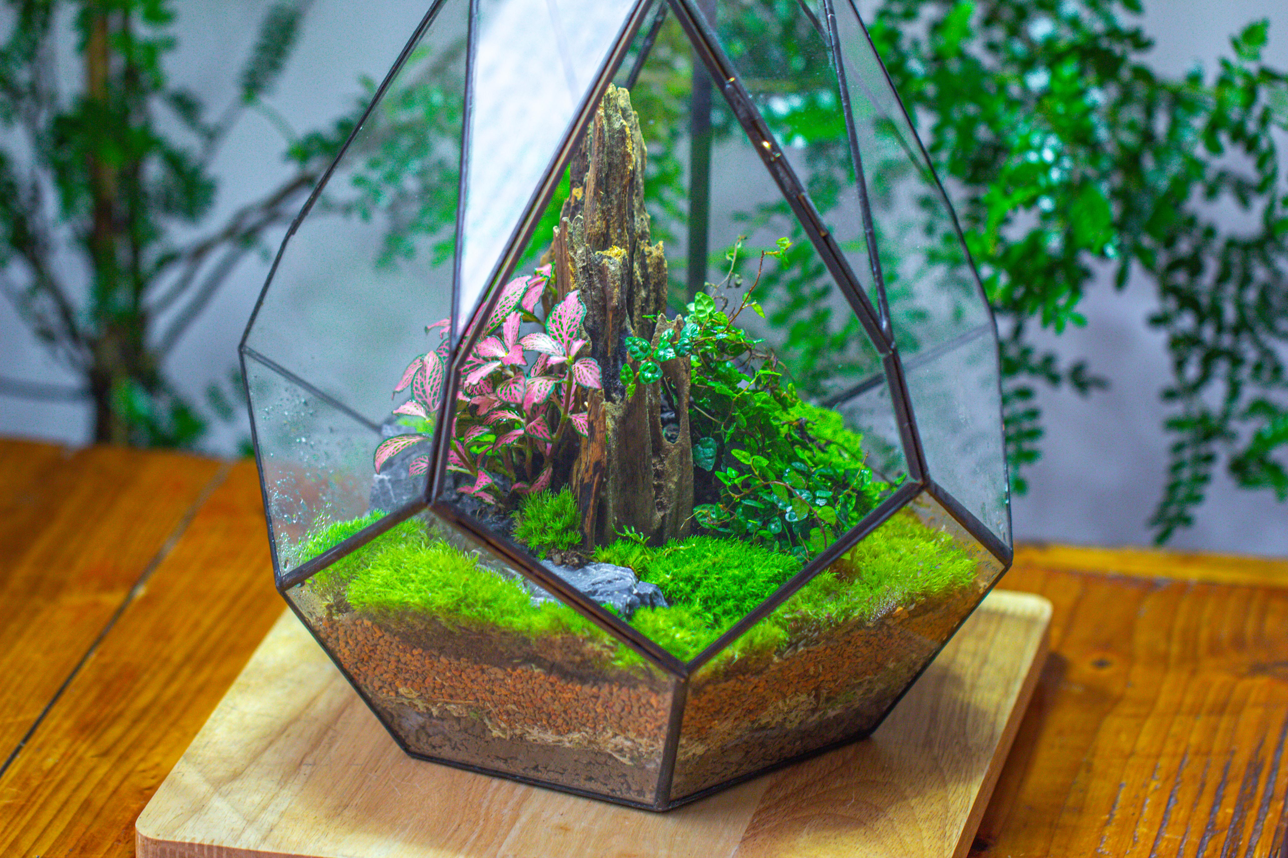 Propagation Station 13" Large Teardrop Geometric Terrarium, Close, with door - NCYPgarden