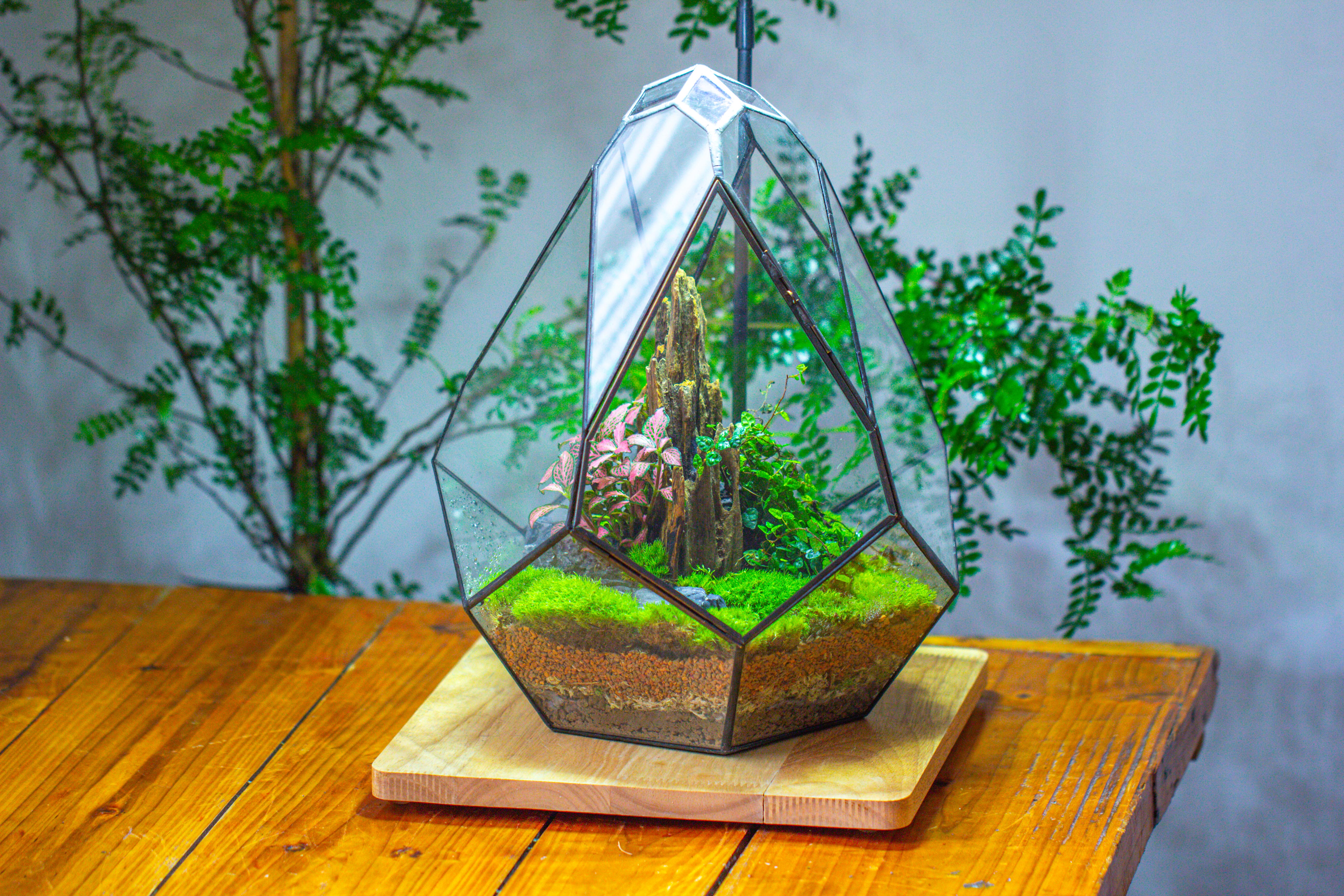Propagation Station 13" Large Teardrop Geometric Terrarium, Close, with door - NCYPgarden
