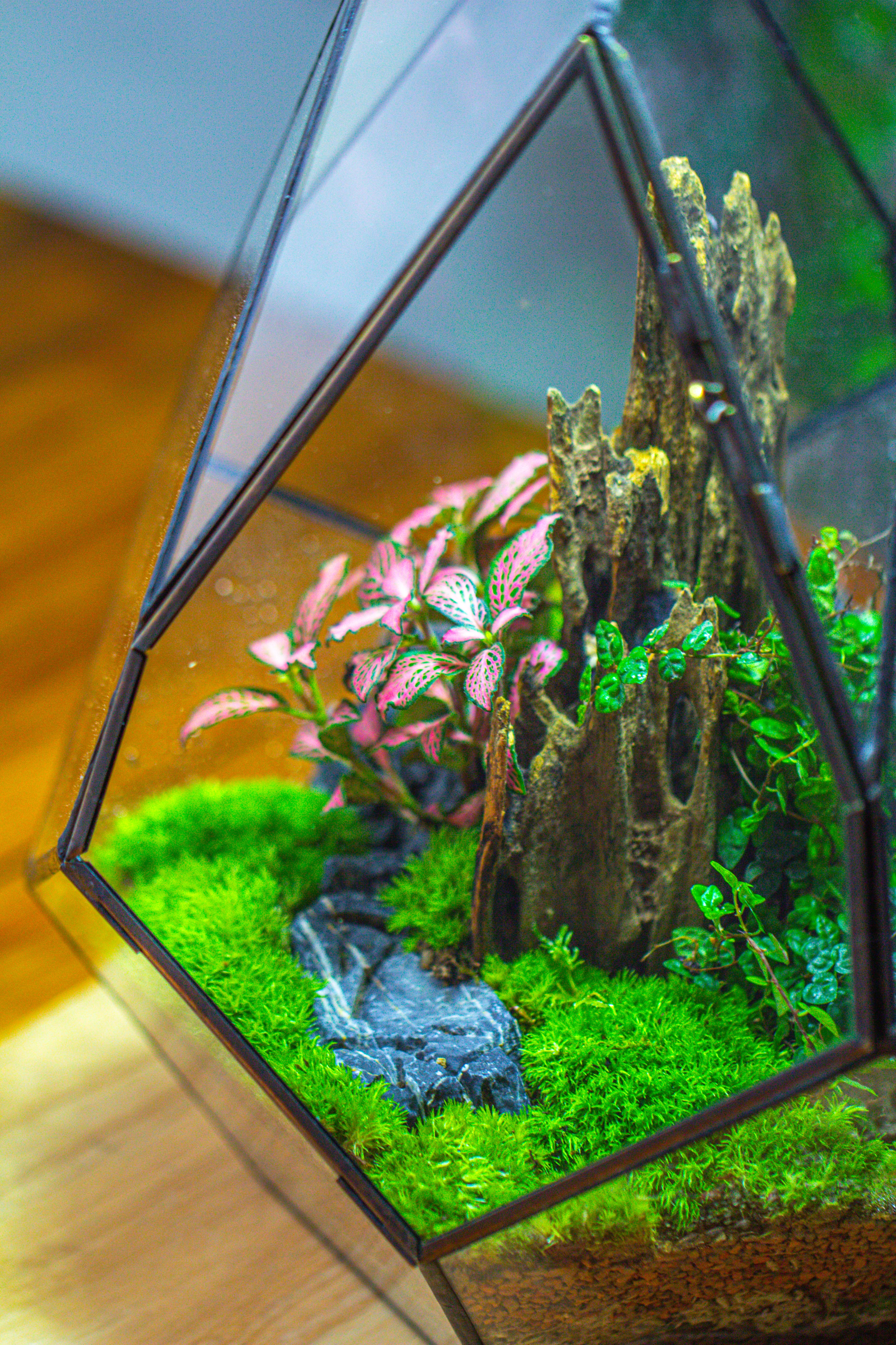 Propagation Station 13" Large Teardrop Geometric Terrarium, Close, with door - NCYPgarden