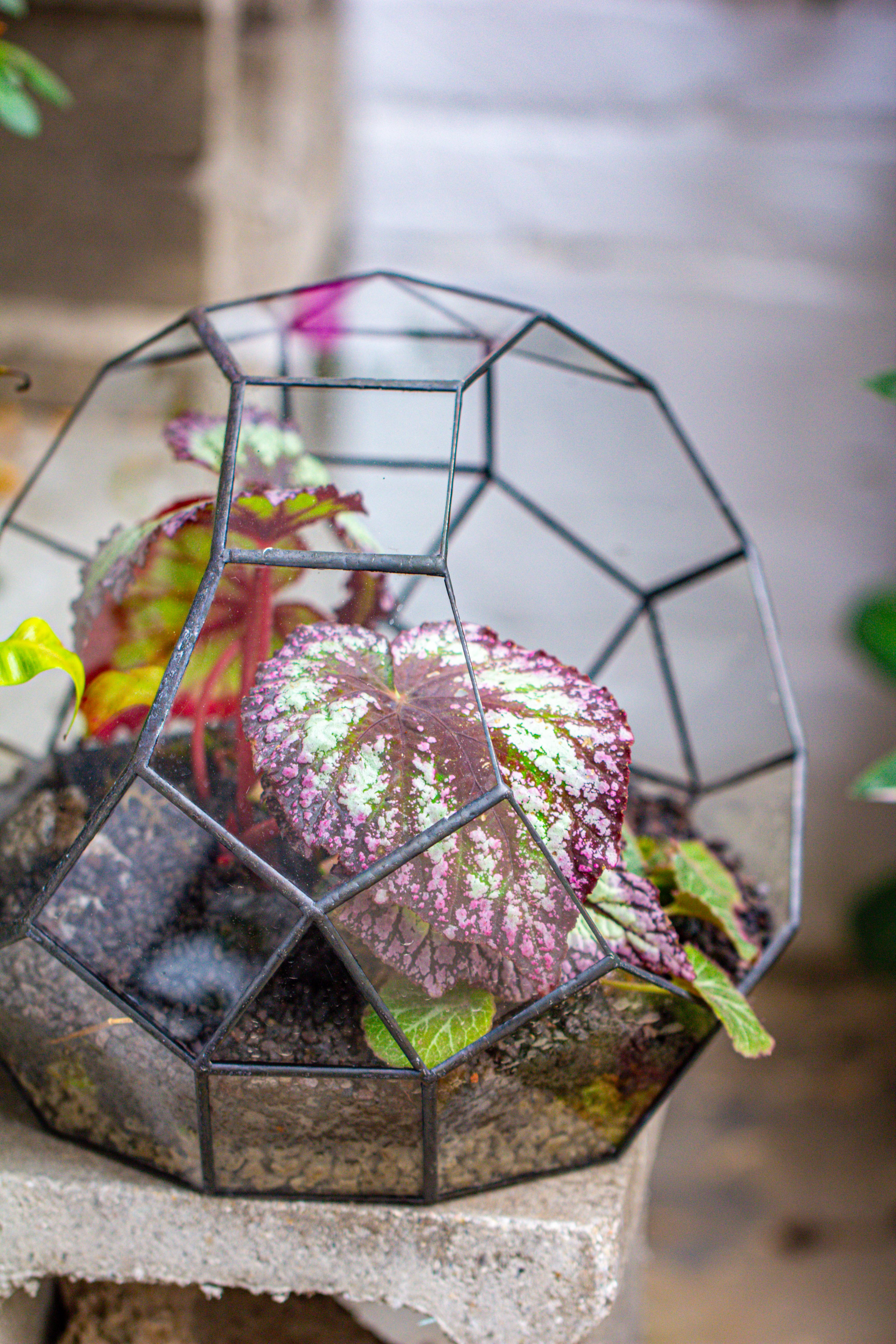 Glass Geometric Moon Terrarium,  Open - NCYPgarden