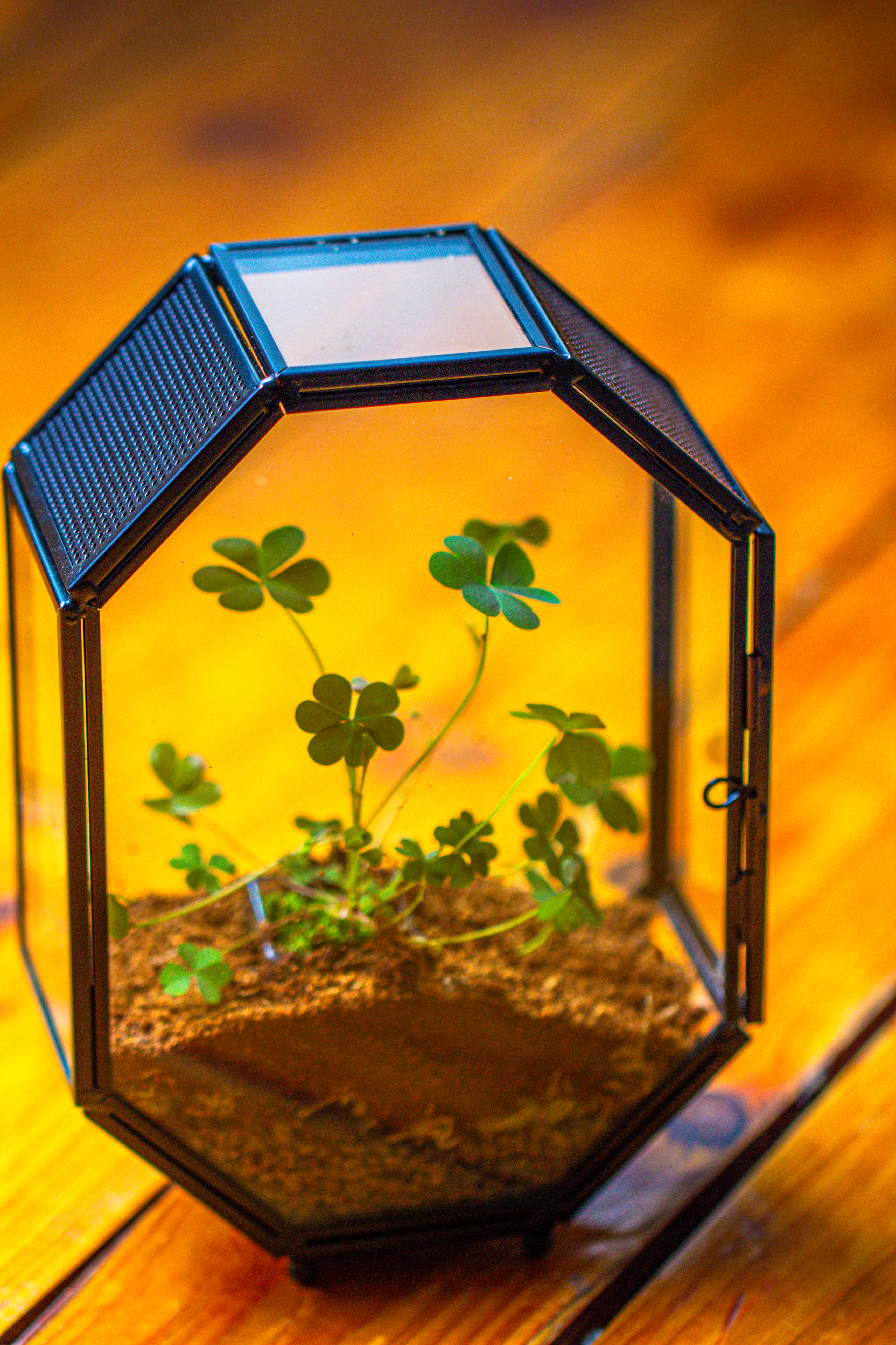 Mini 5x7 inches Octagon Shape Glass Geometric Terrarium Enclosure with Side Vent  for Small Insect, Jumping Spider - NCYPgarden