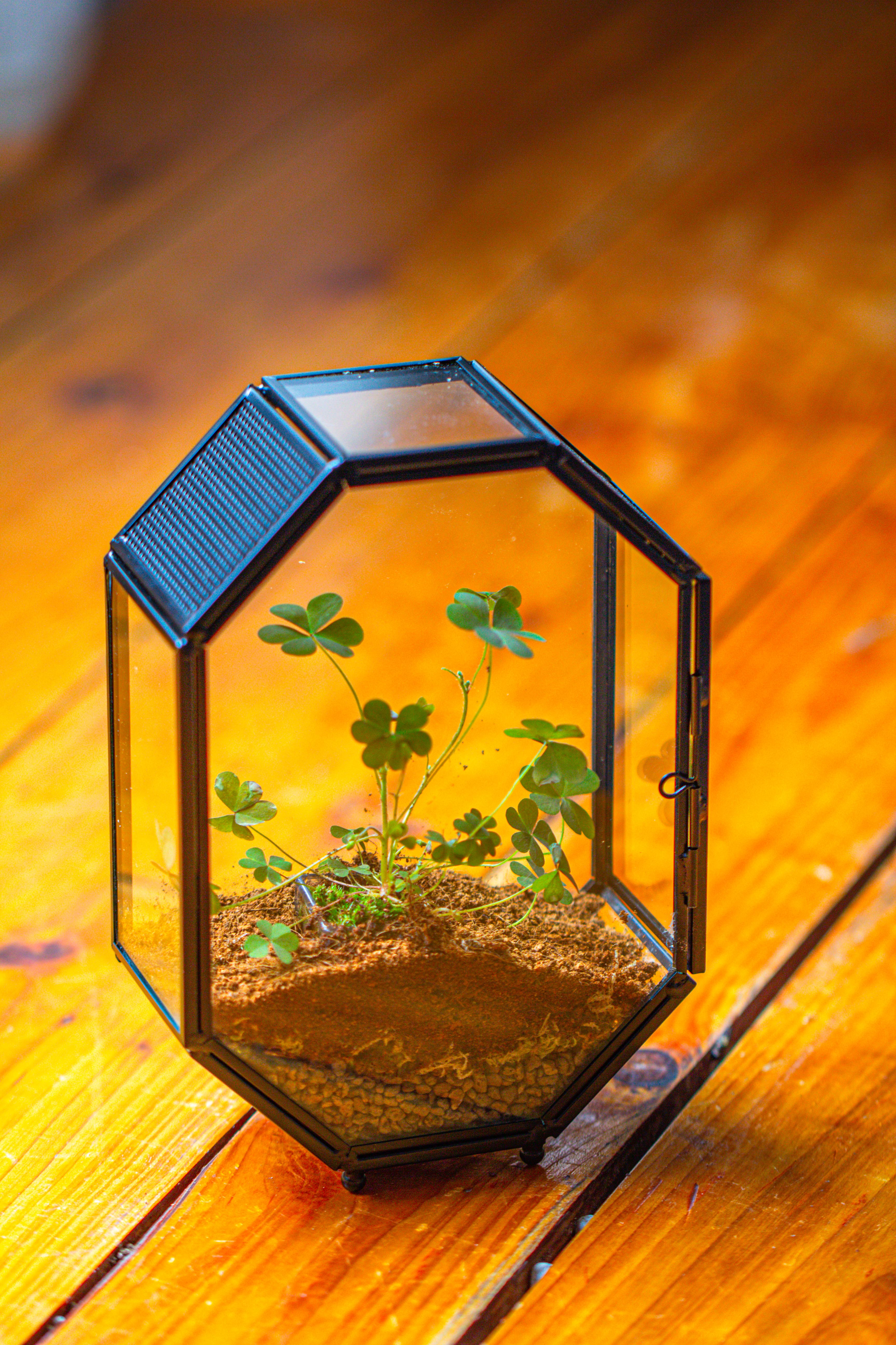 Mini 5x7 inches Octagon Shape Glass Geometric Terrarium Enclosure with Side Vent  for Small Insect, Jumping Spider - NCYPgarden