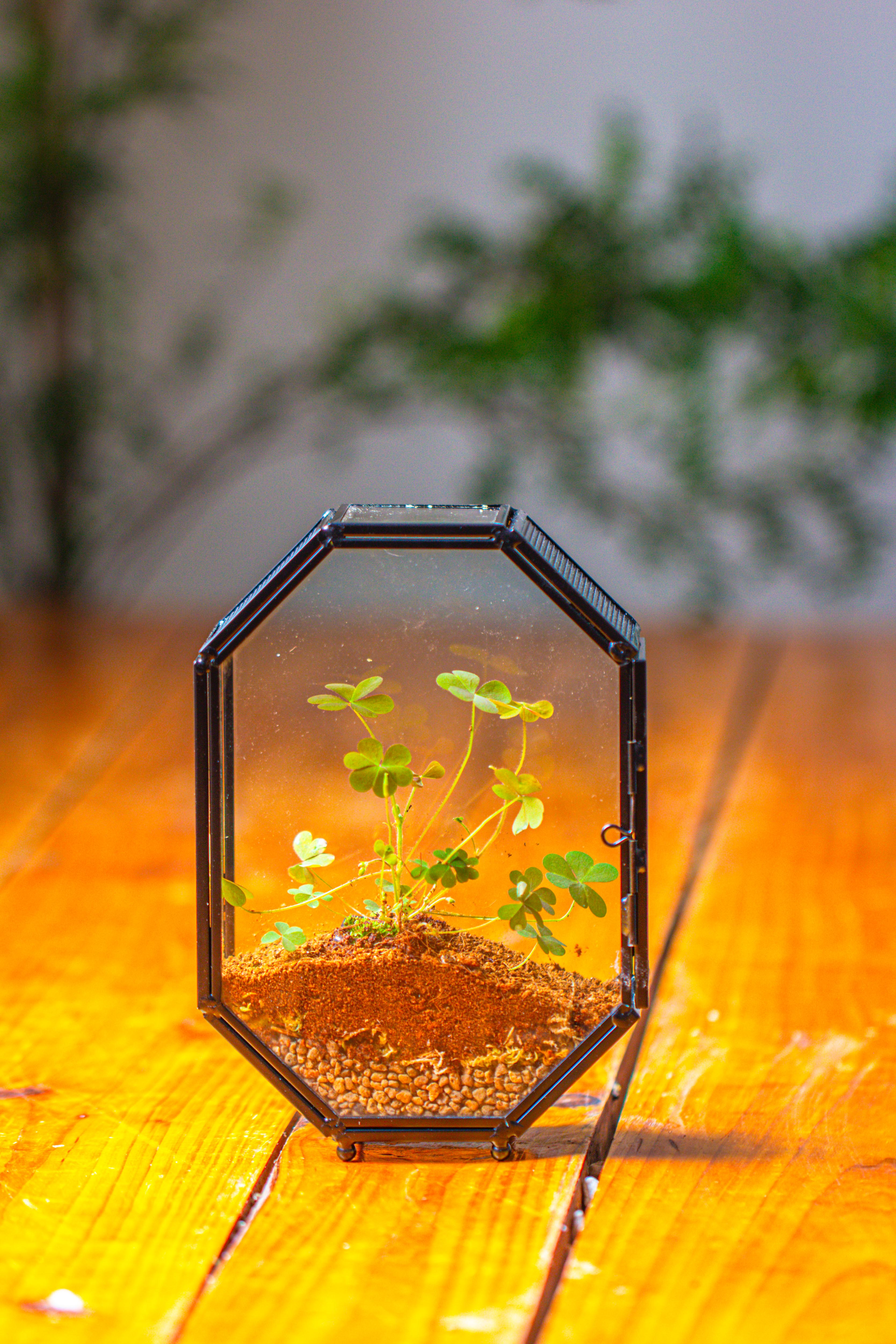 Mini 5x7 inches Octagon Shape Glass Geometric Terrarium Enclosure with Side Vent  for Small Insect, Jumping Spider - NCYPgarden
